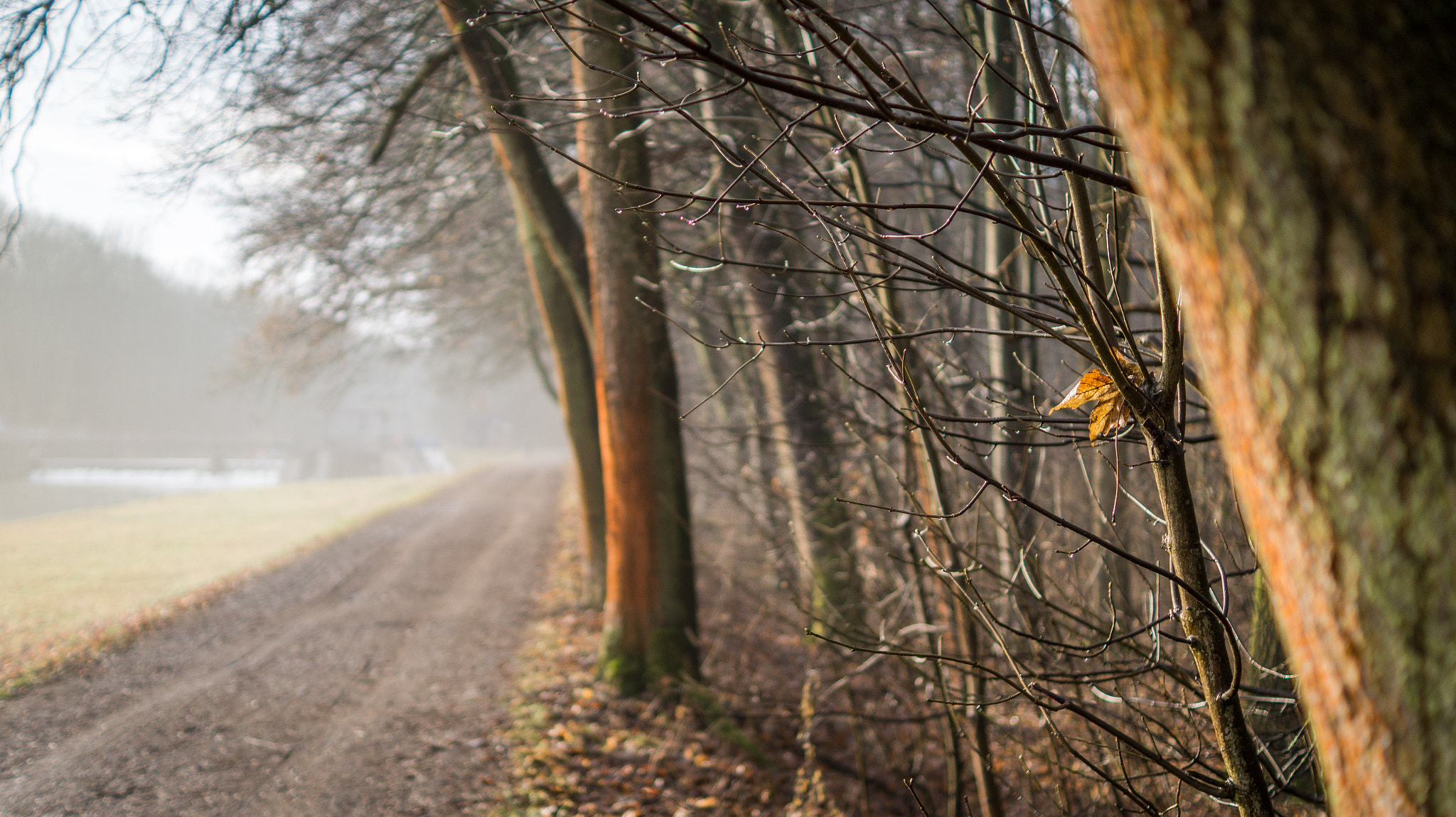 Sony DT 35mm F1.8 SAM sample photo. Lonely leaf photography