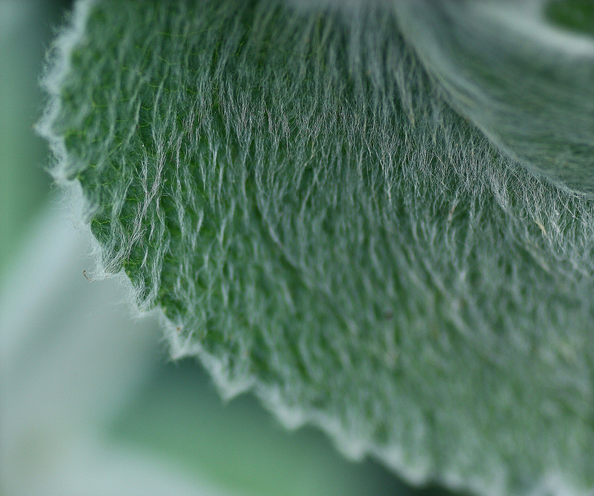 Canon EOS 40D sample photo. Lamb's ear photography