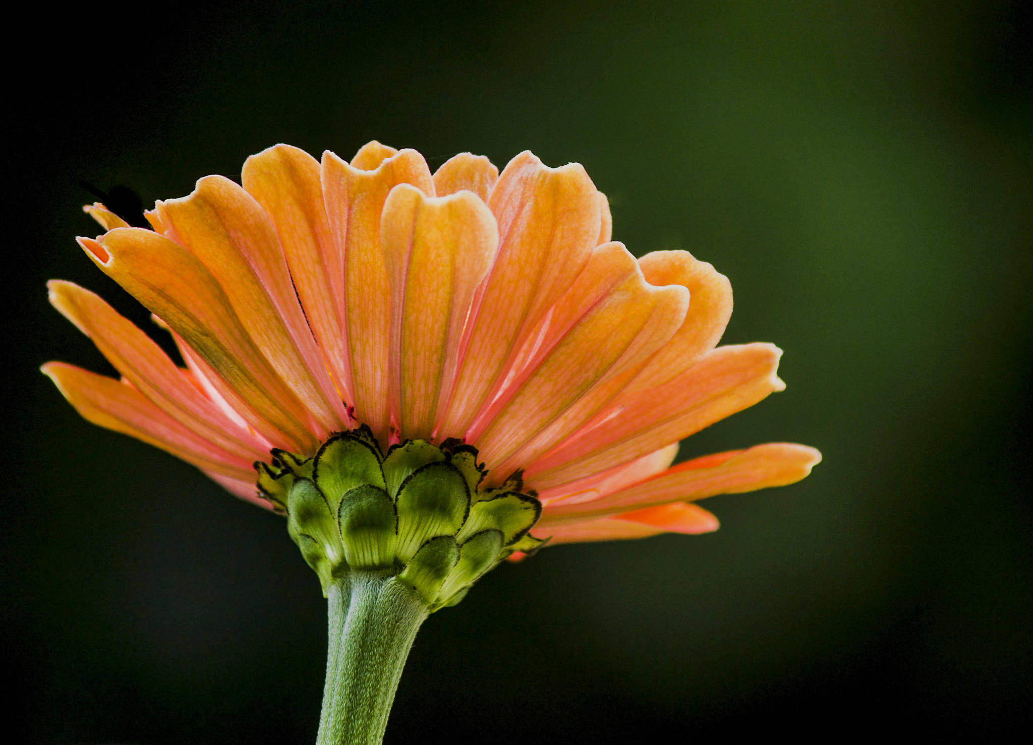 Canon EOS 1100D (EOS Rebel T3 / EOS Kiss X50) sample photo. Zinnia in orange photography