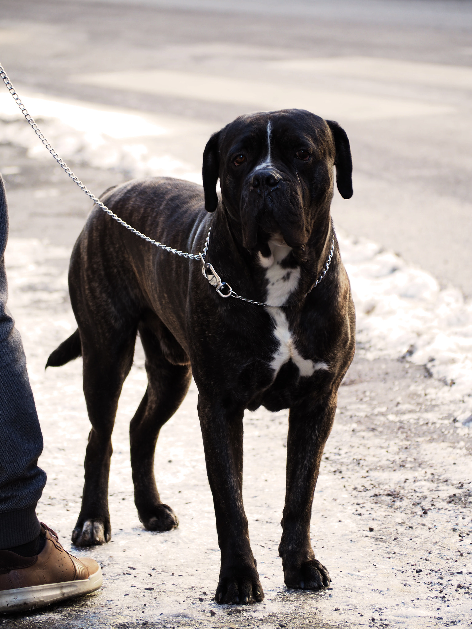 Olympus OM-D E-M10 II sample photo. Sad woof photography