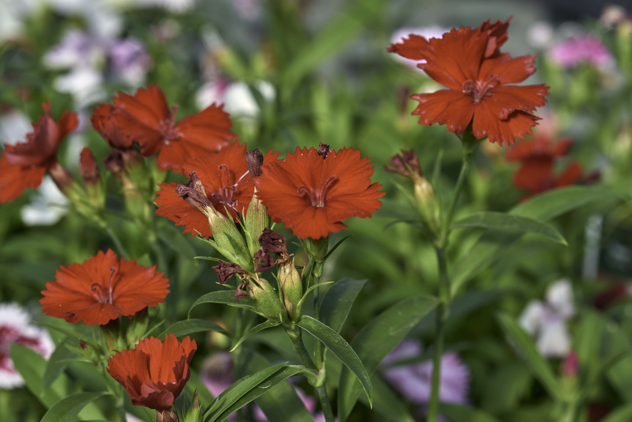 Nikon D800 sample photo. Red on green photography