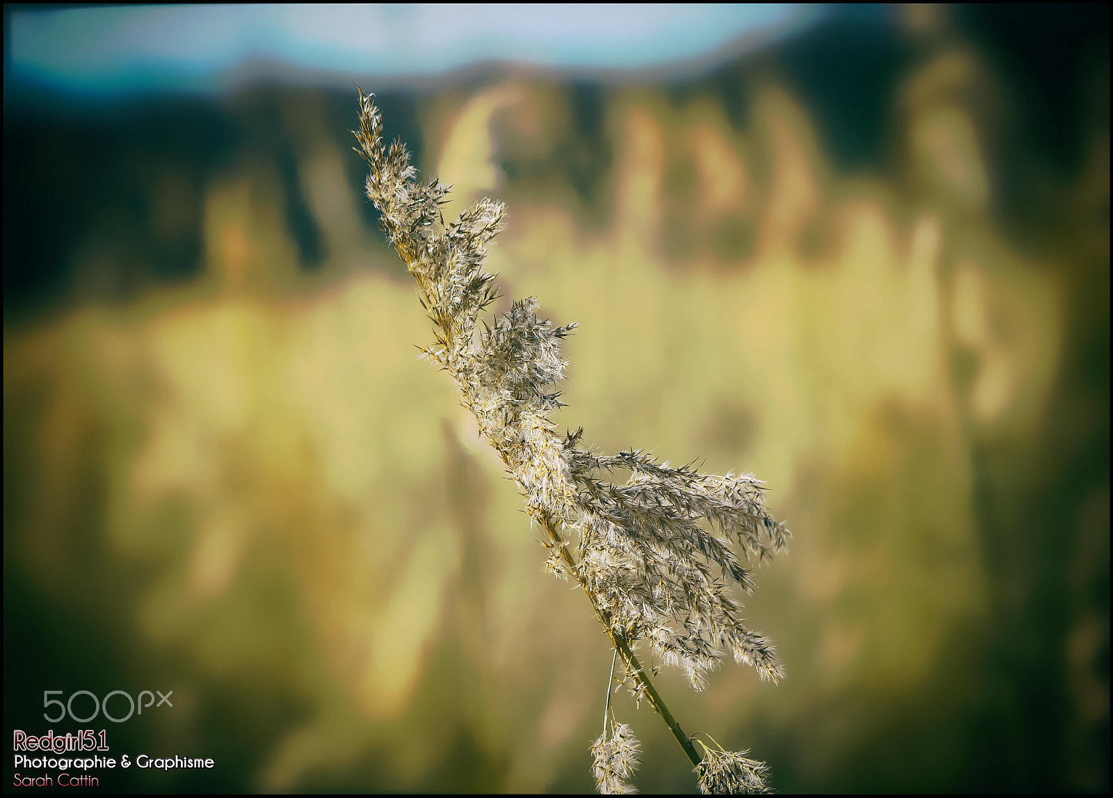 Canon EF 70-300mm F4-5.6 IS USM sample photo. Phragmite étang de belval en argonne (france) photography