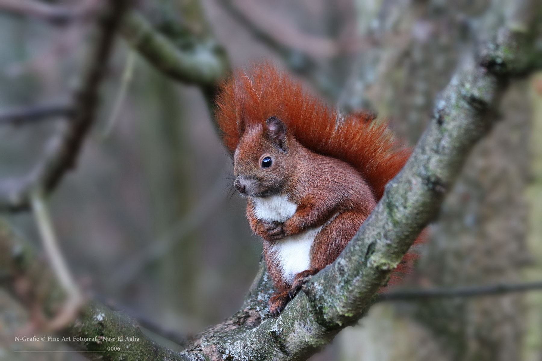 Canon EF 70-300mm F4-5.6 IS USM sample photo