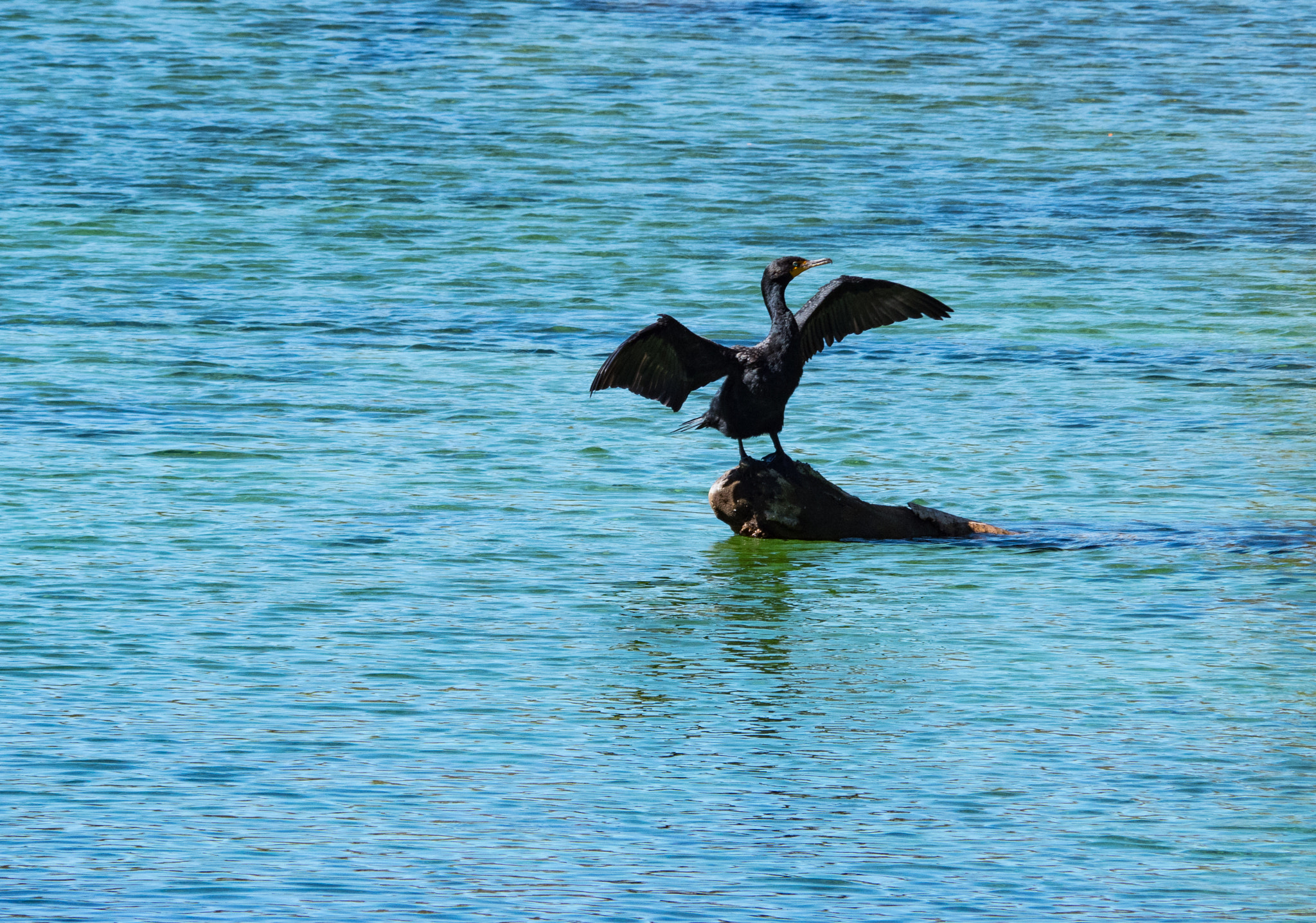 Panasonic Lumix G Vario 45-200mm F4-5.6 OIS sample photo. Alone in the  deep blue photography