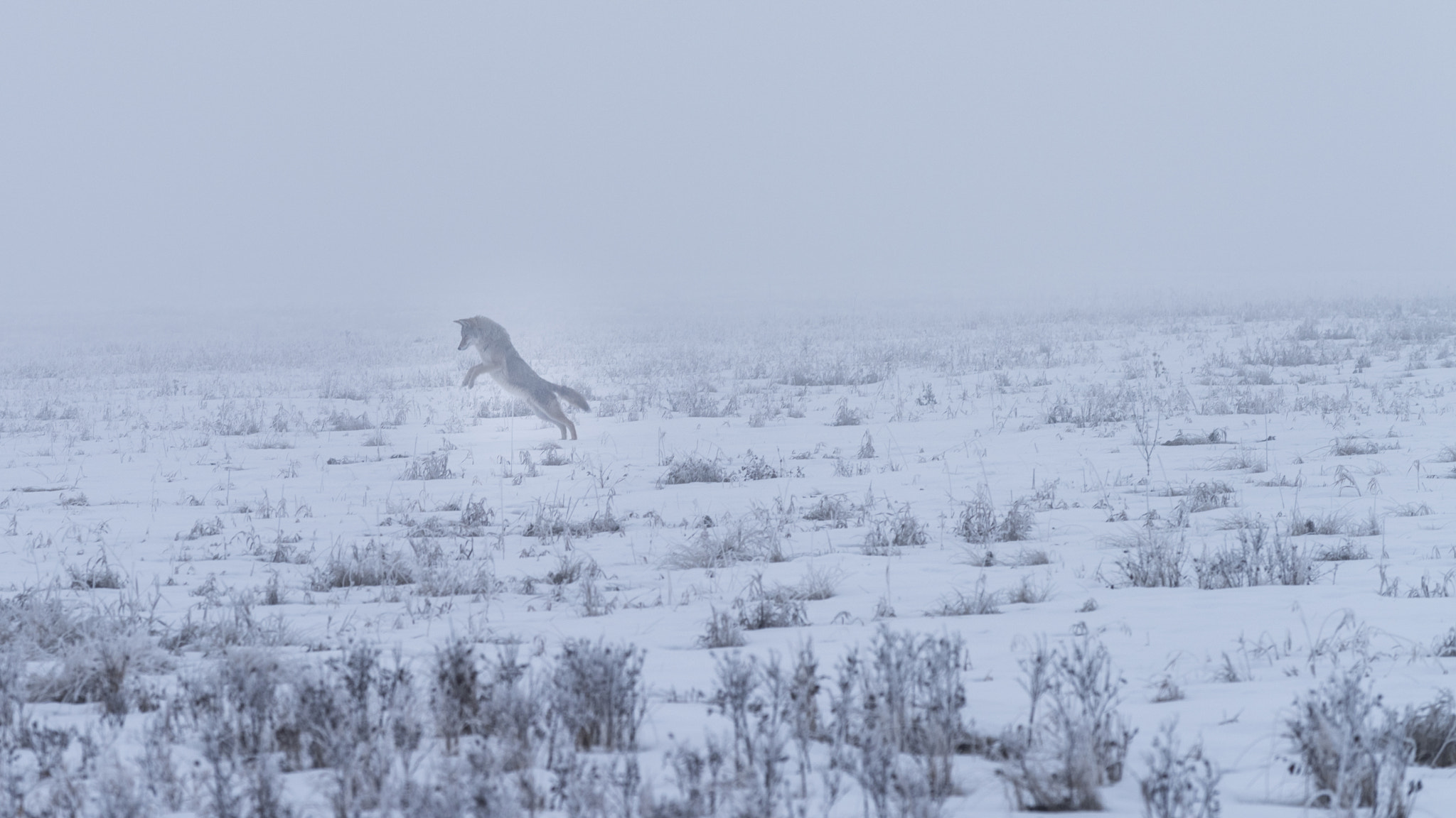Nikon AF-S Nikkor 70-200mm F4G ED VR sample photo. Hunting party photography