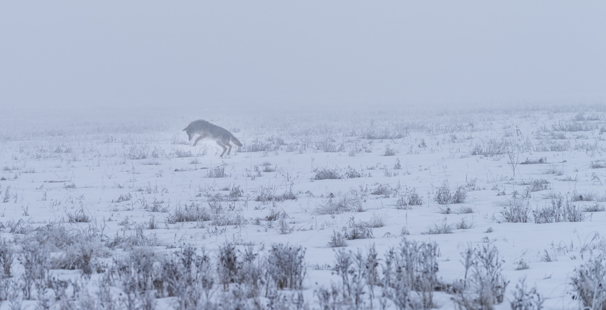 Nikon AF-S Nikkor 70-200mm F4G ED VR sample photo. Hunting party photography