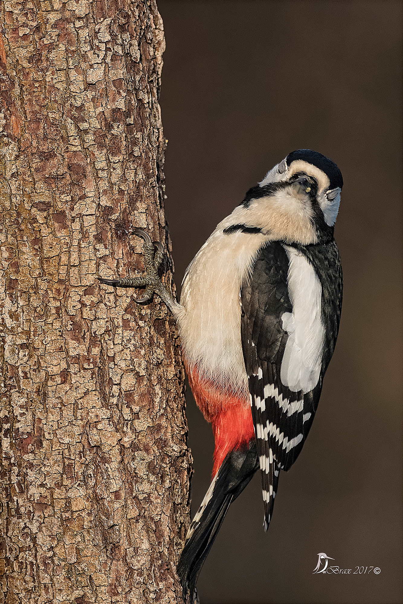 Nikon AF-S Nikkor 300mm F2.8G ED VR II sample photo. Picchio rosso photography