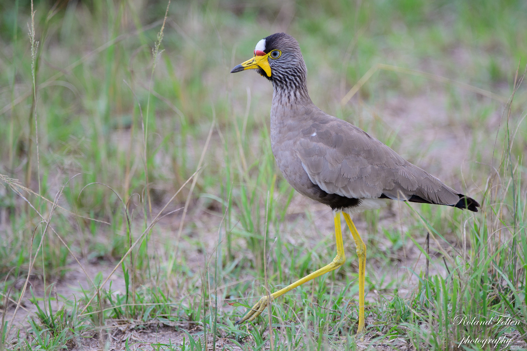 Nikon D500 + Nikon AF-S Nikkor 200-400mm F4G ED-IF VR sample photo. African wattled lapwing photography