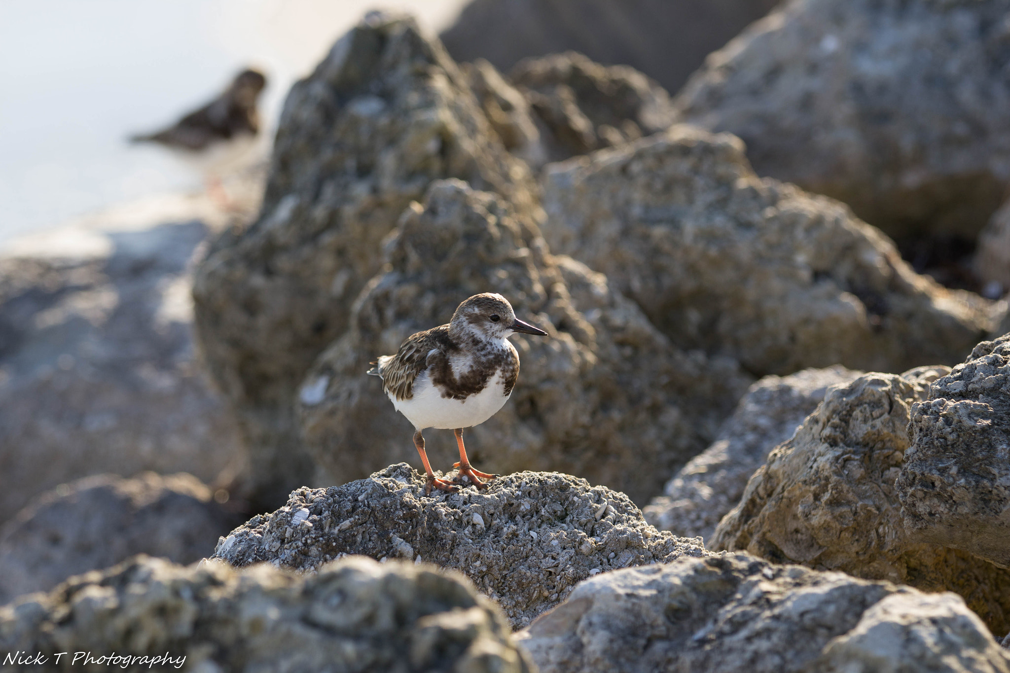 Canon EOS 1200D (EOS Rebel T5 / EOS Kiss X70 / EOS Hi) sample photo. Bird on the rocks photography