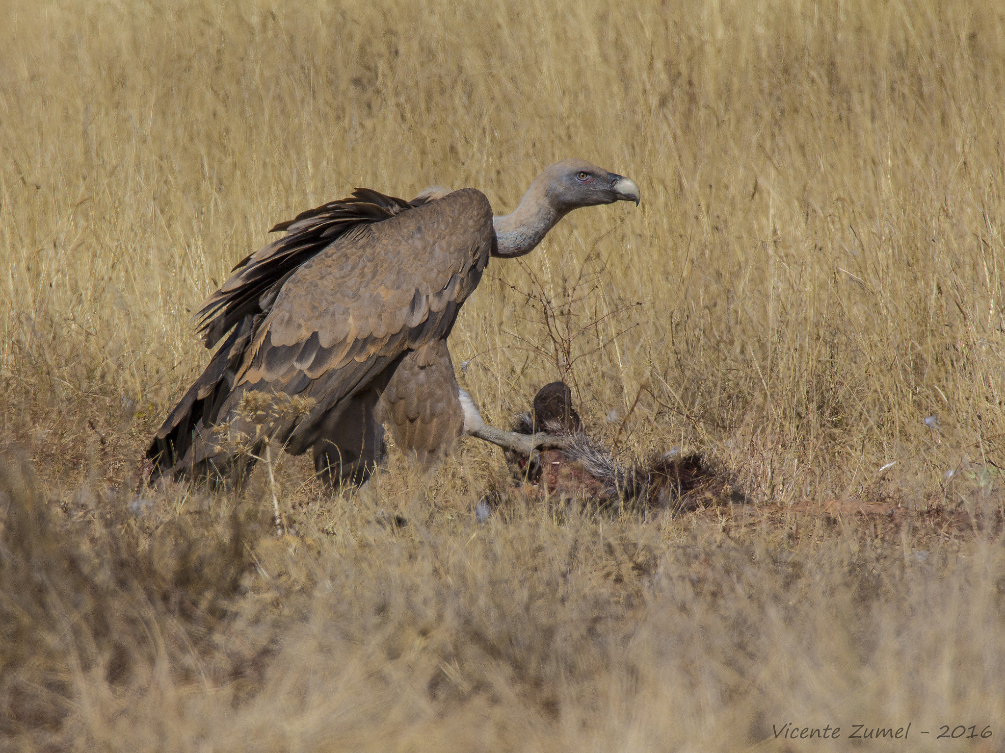 Tamron SP 150-600mm F5-6.3 Di VC USD sample photo. Greedy photography