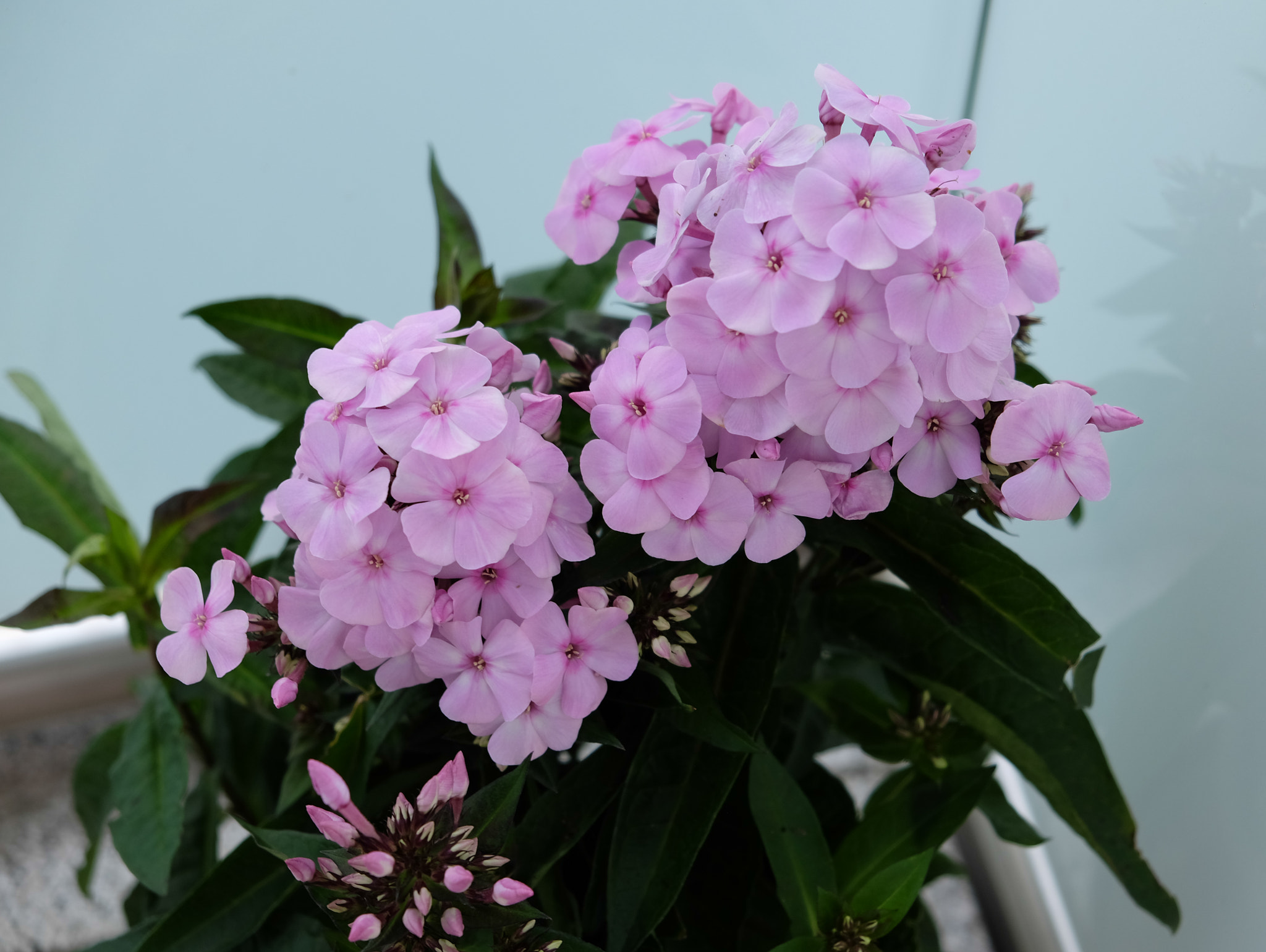 Fujifilm X-M1 + Fujifilm XF 18-55mm F2.8-4 R LM OIS sample photo. Phlox auf meinem balkon (im sommer) photography