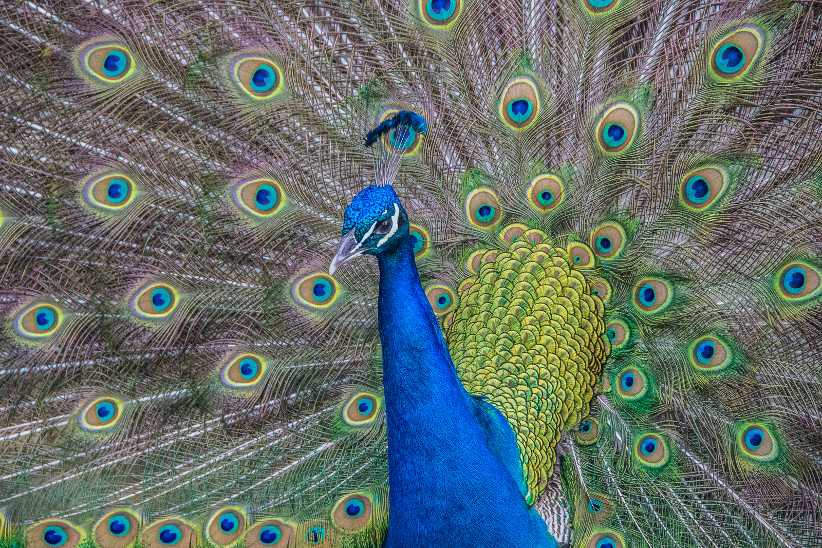 Canon EF-S 18-135mm F3.5-5.6 IS sample photo. Conradhumphreys photography