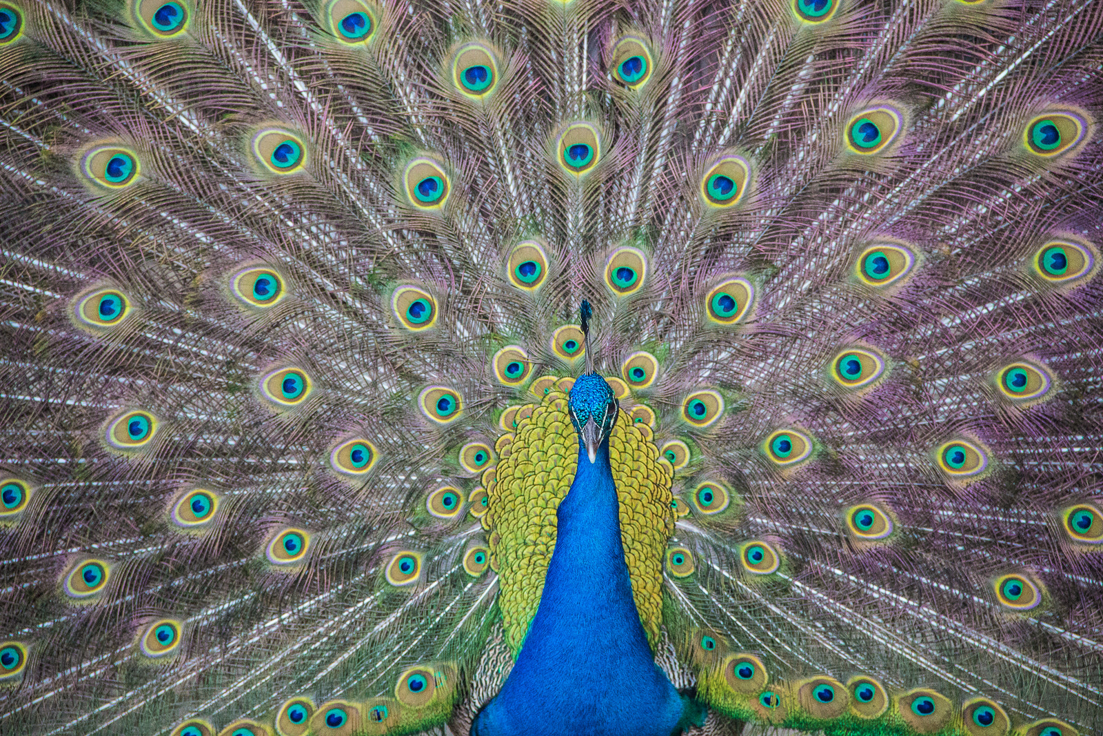 Canon EF-S 18-135mm F3.5-5.6 IS sample photo. Conradhumphreys photography