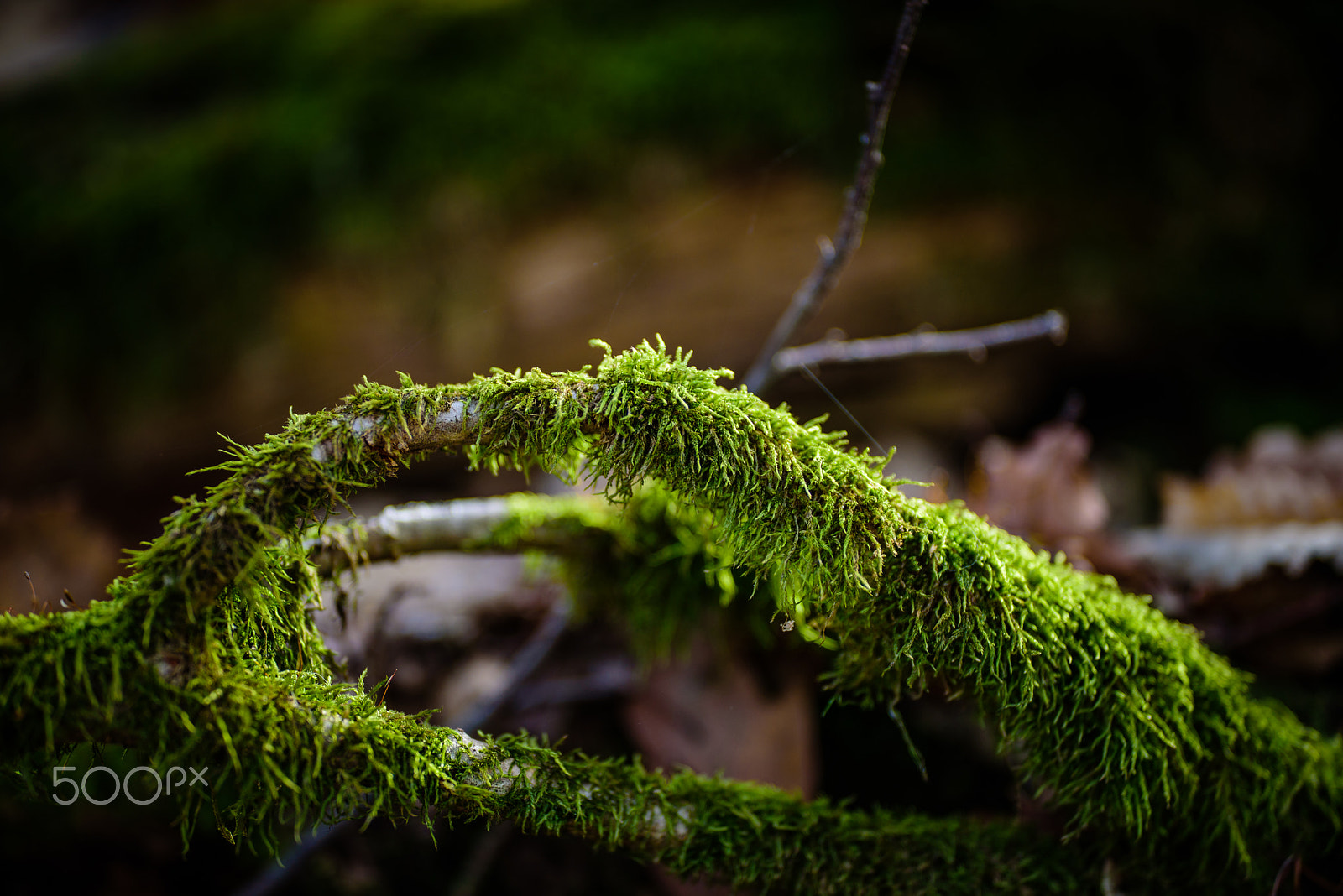 Nikon D750 + Sigma 105mm F2.8 EX DG Macro sample photo. Mossy branch photography