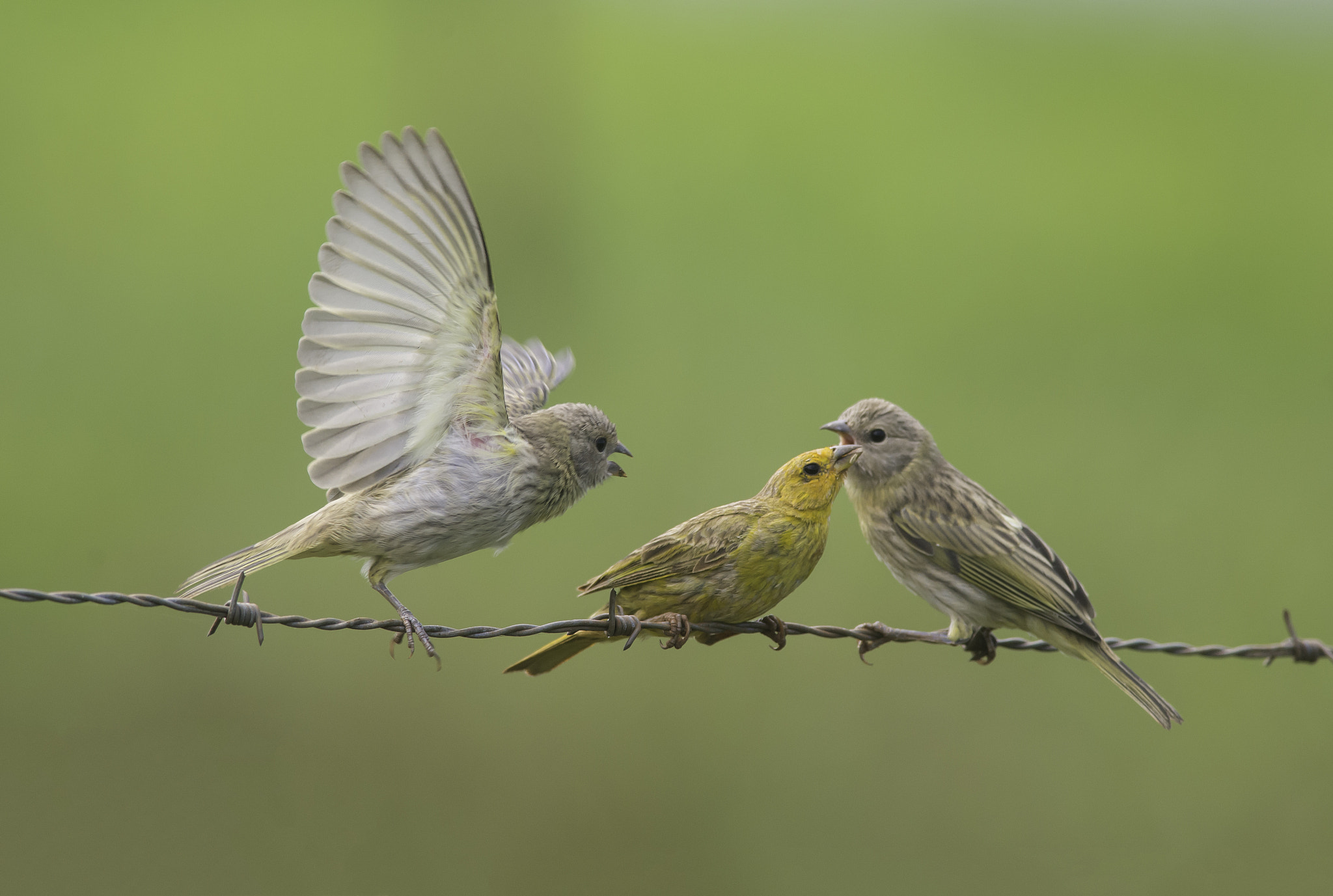 Nikon D600 + Nikon AF-S Nikkor 300mm F4D ED-IF sample photo. Love triangle photography