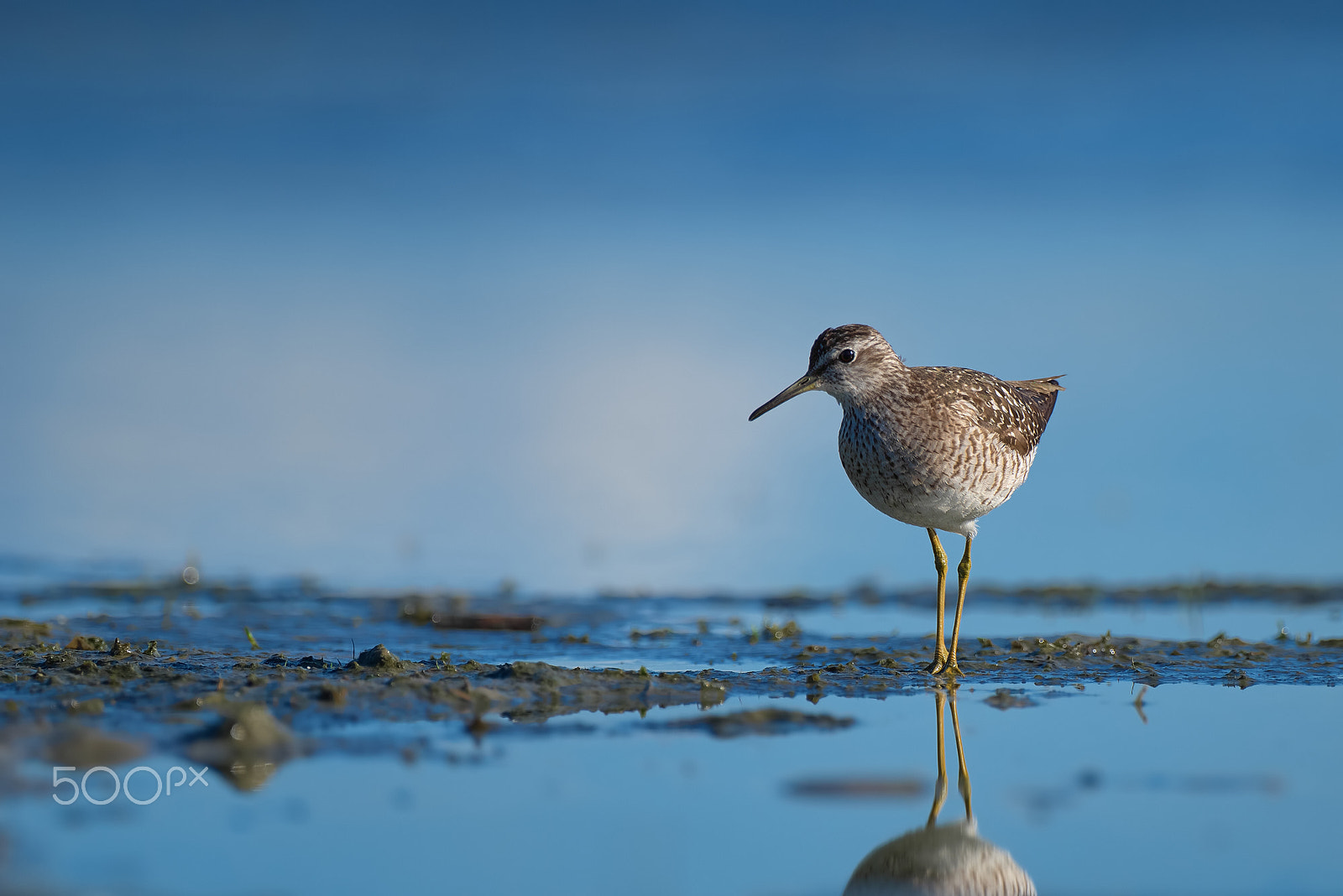 Pentax K-1 + Pentax D FA 150-450mm F4.5-5.6 ED DC AW sample photo. Tringa glareola... photography