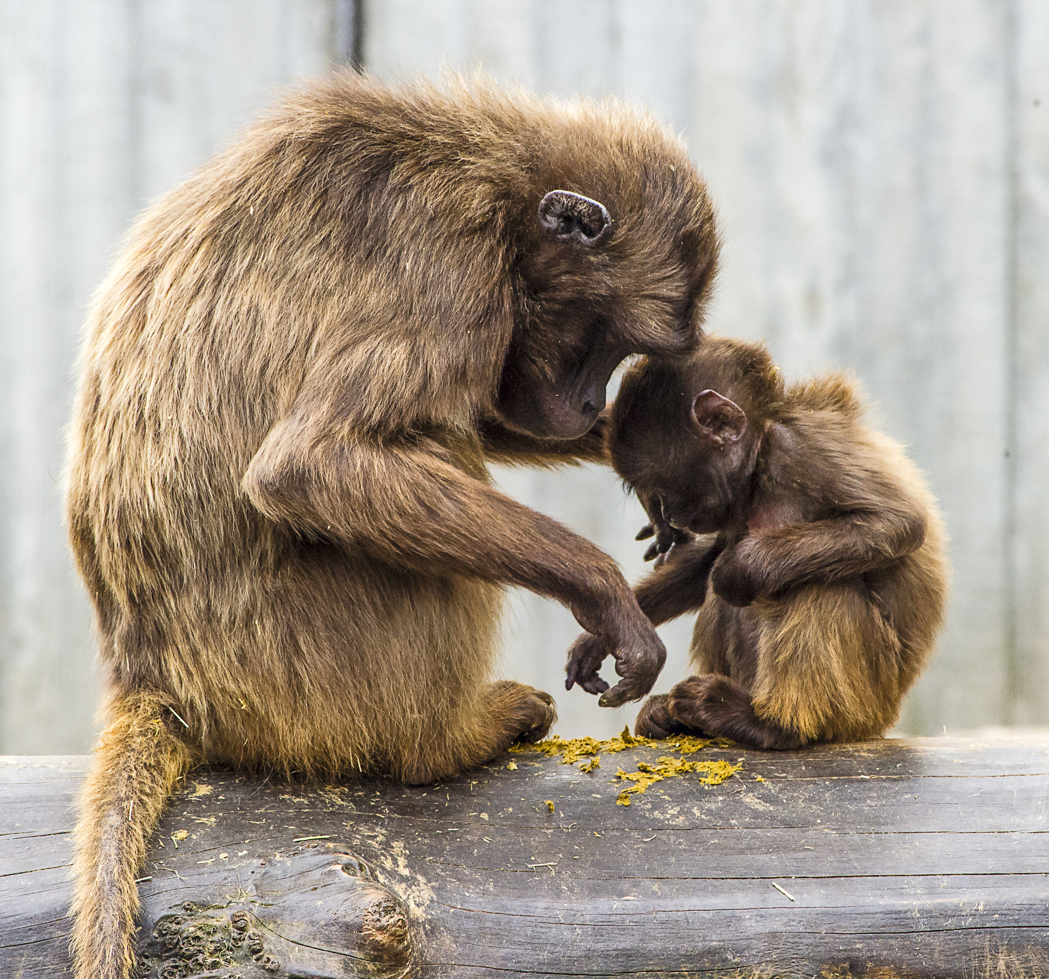 Nikon D3S sample photo. Pavian mother love photography