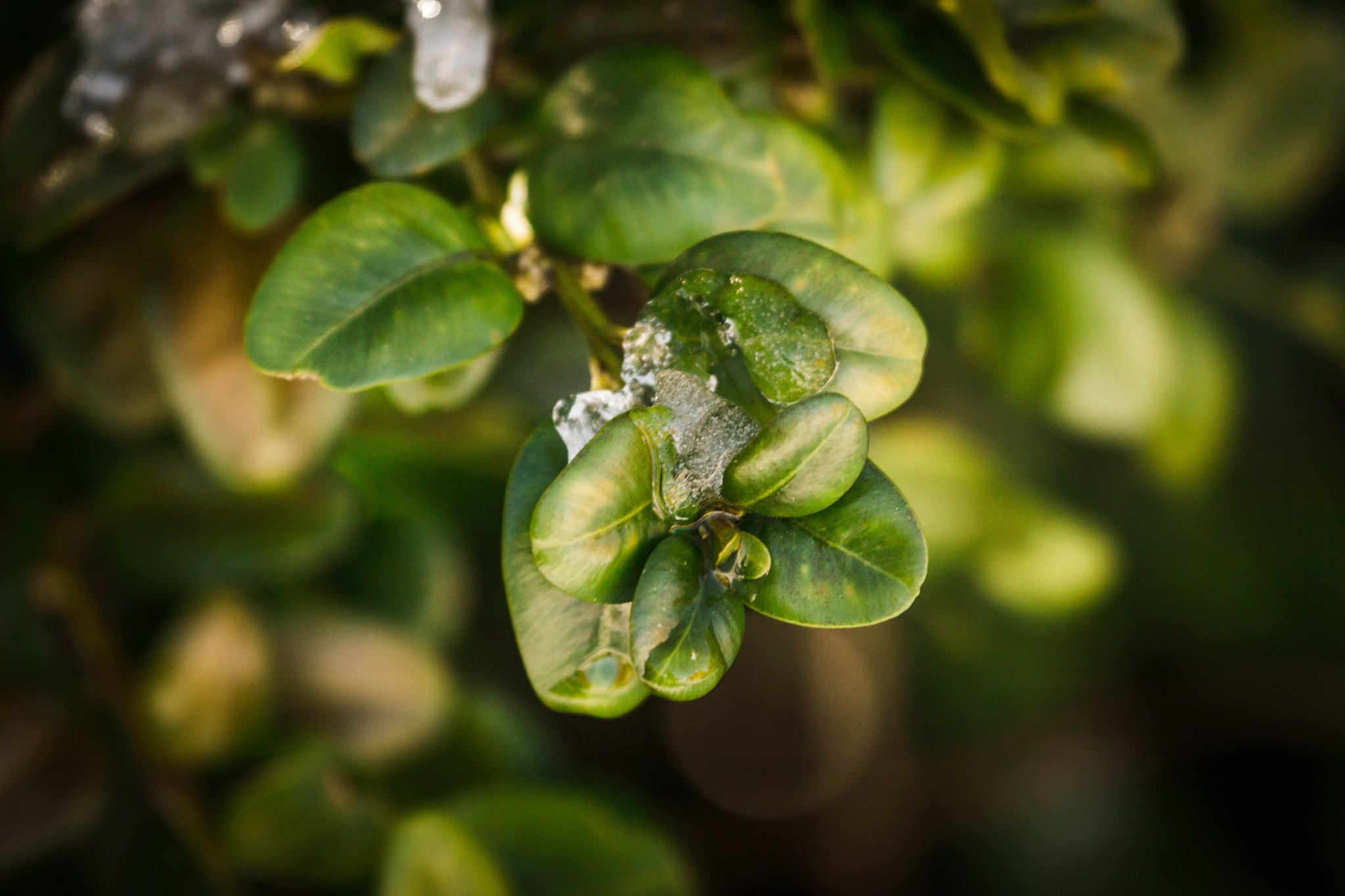Canon EF 100-400mm F4.5-5.6L IS USM sample photo. Warm leaves photography