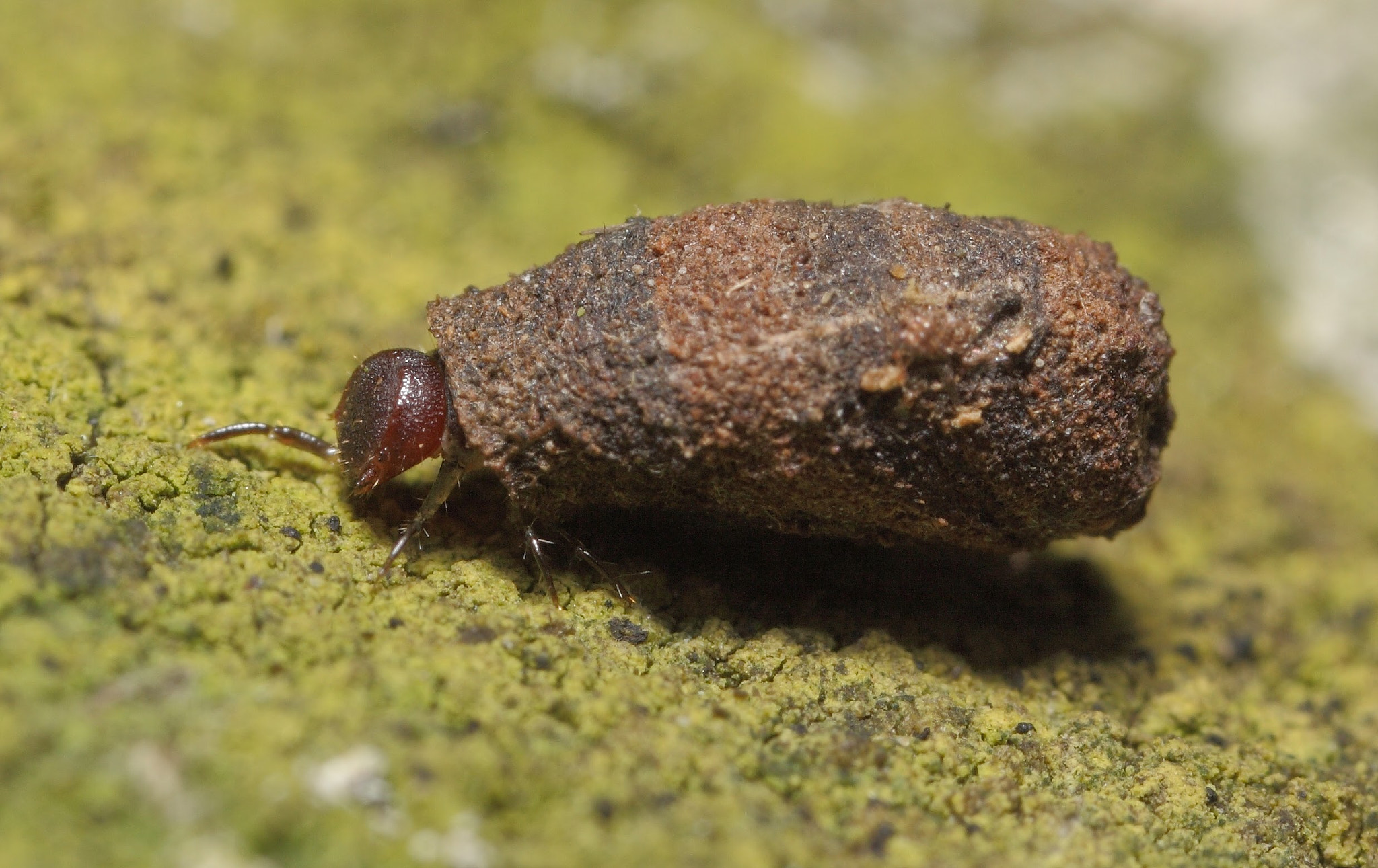 Canon MP-E 65mm F2.5 1-5x Macro Photo sample photo. Bag worm - beetle larvae about 4-5mm photography