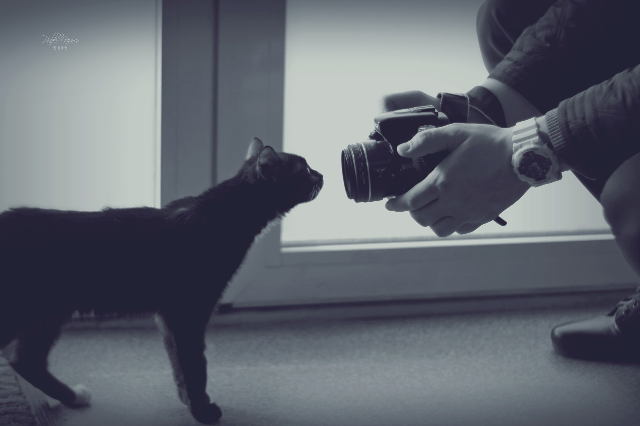 Sony Alpha DSLR-A580 + Minolta AF 50mm F1.7 sample photo. Me, myself and cat photography