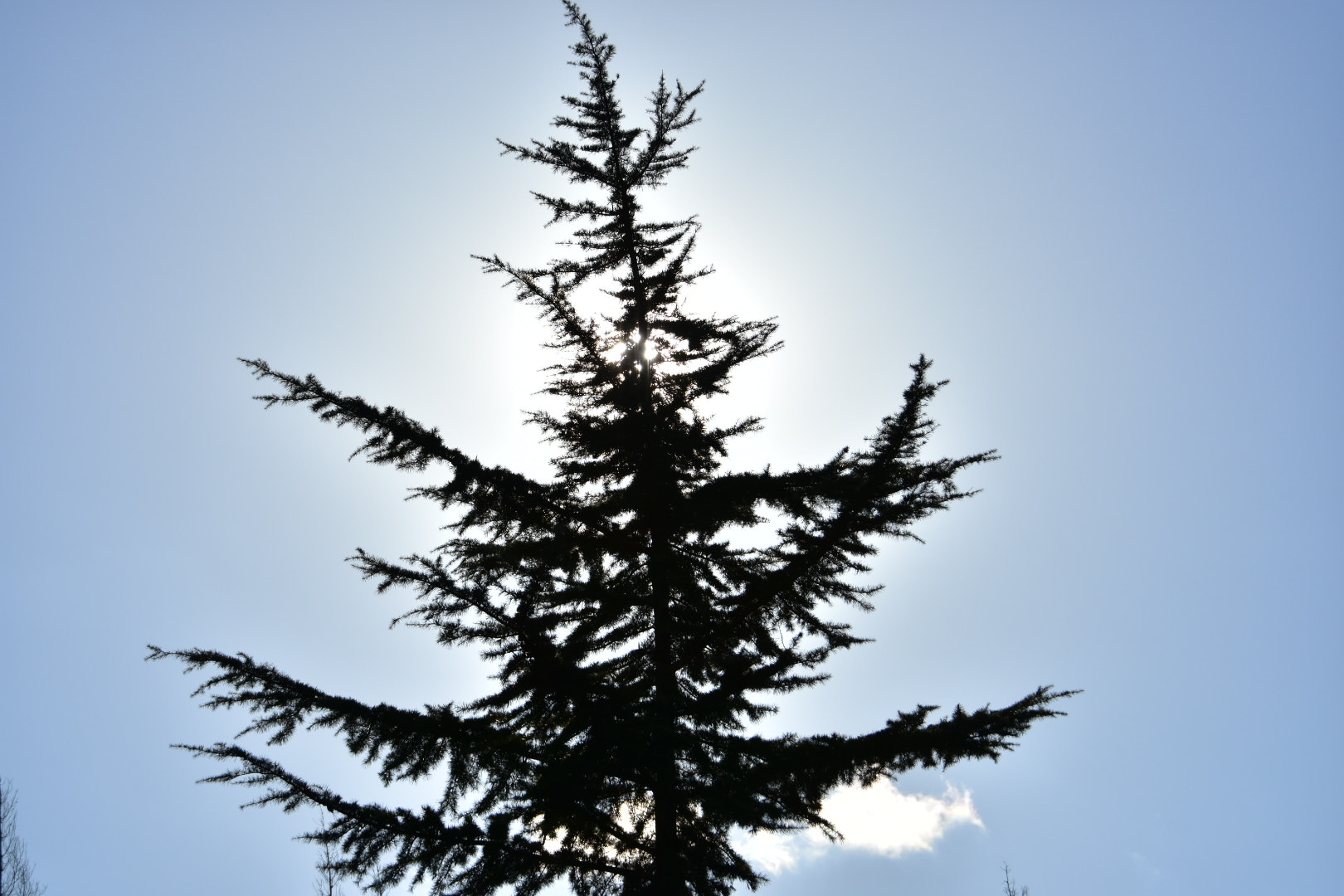 Nikon D7200 sample photo