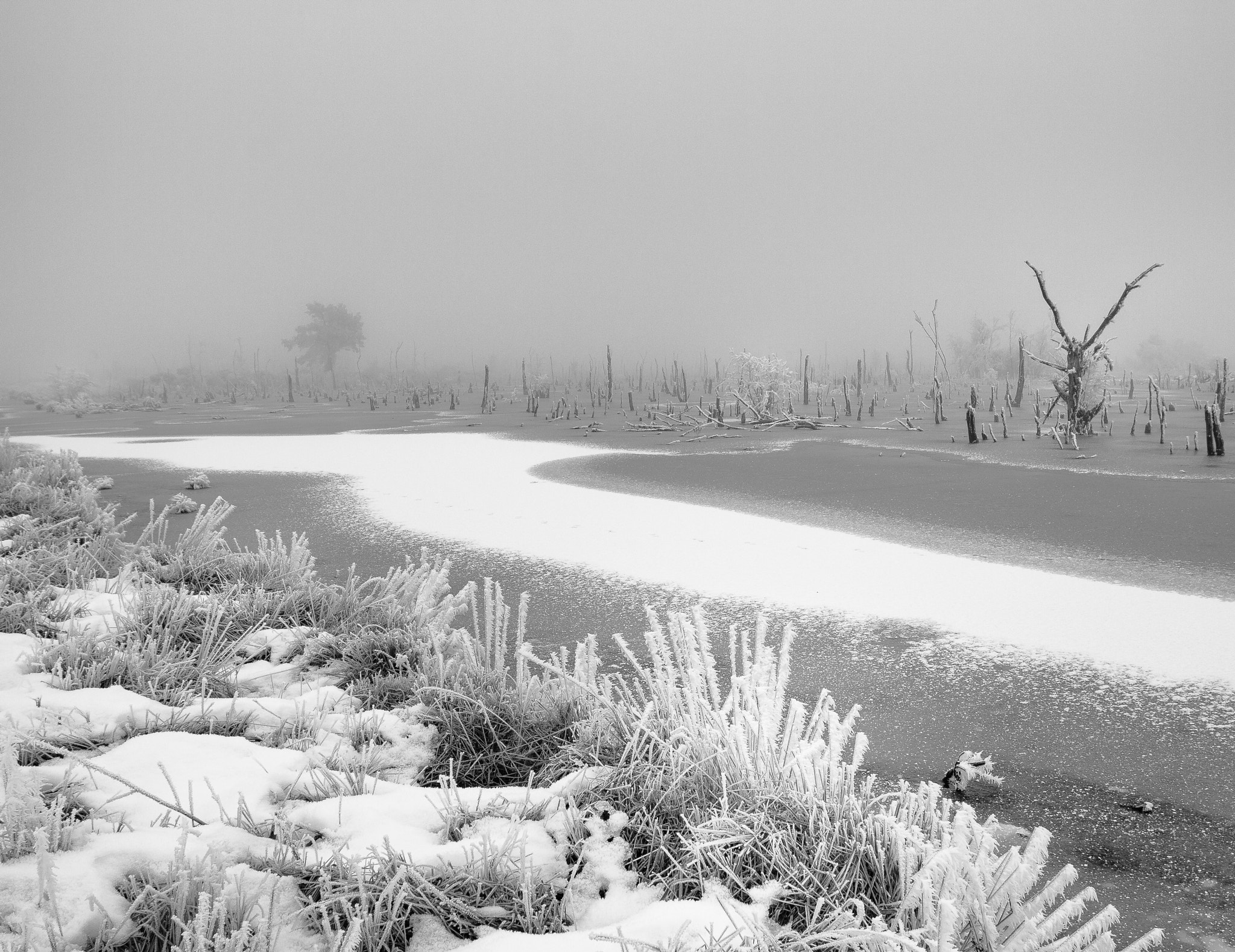 Canon EOS 50D sample photo. Goldenstedter moor im frostigen nebel photography
