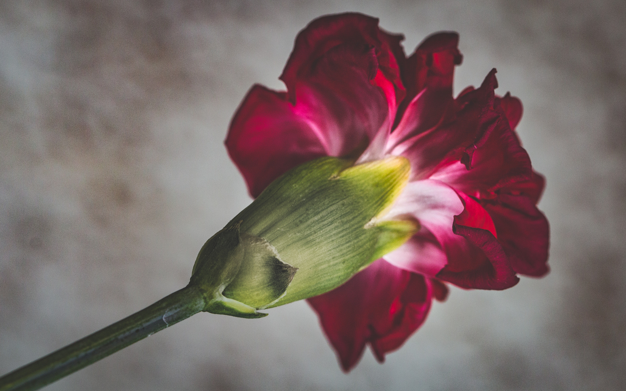 Canon EF 100mm F2.8L Macro IS USM sample photo. Red carnation photography