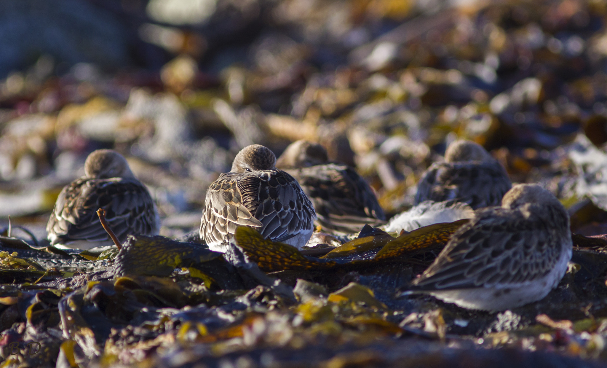 Canon EOS-1D Mark IV + Canon EF 300mm F4L IS USM sample photo. See you... photography