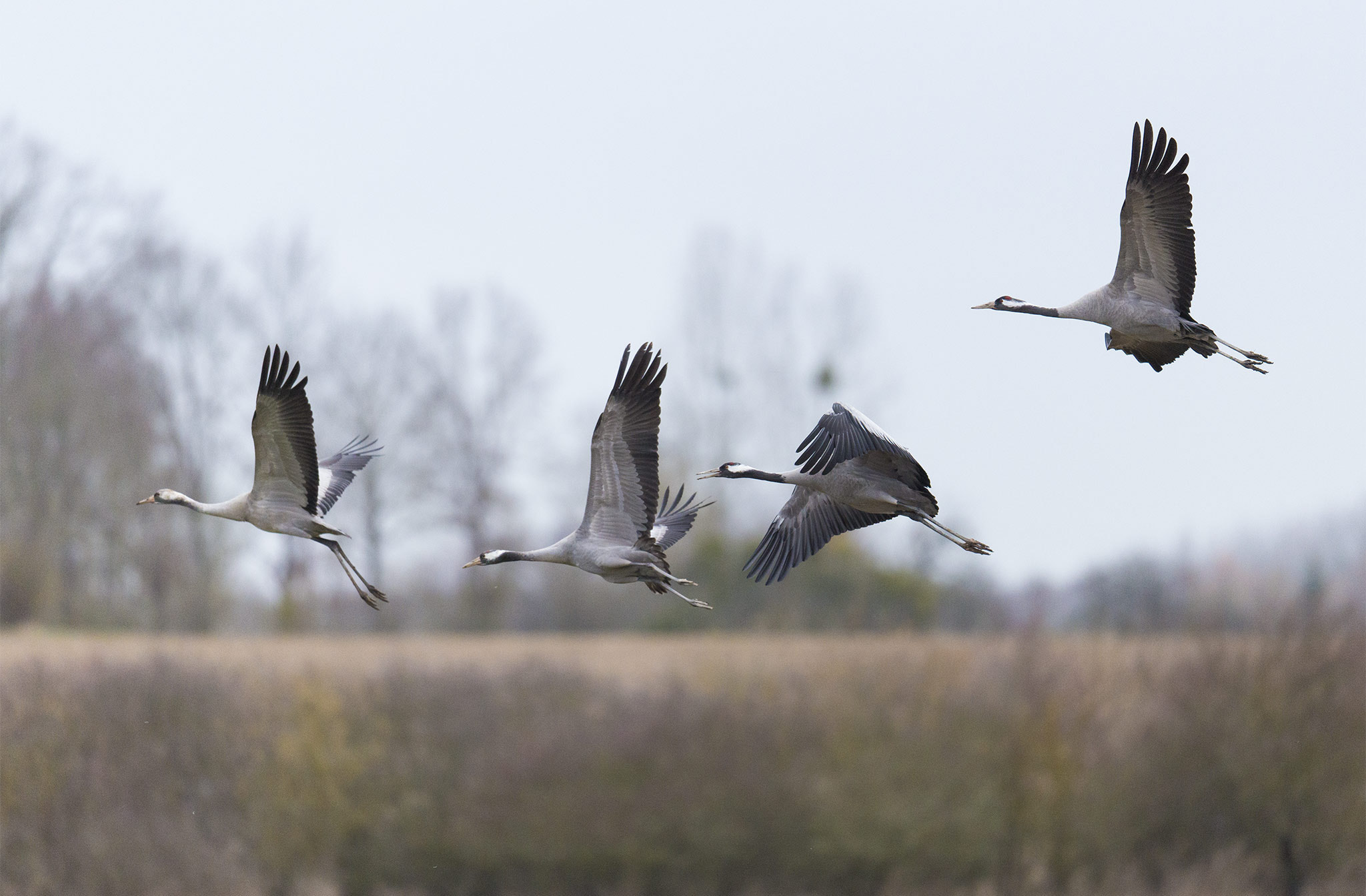 Nikon D800 sample photo. Grue cendrée grus grus - common crane photography