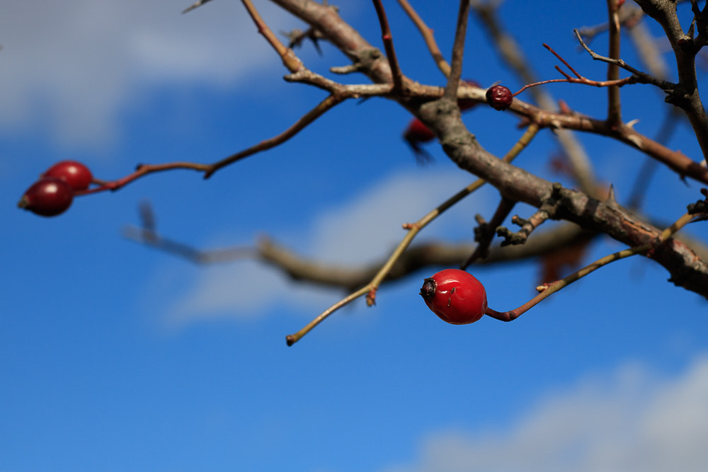 Canon EOS 760D (EOS Rebel T6s / EOS 8000D) + Canon EF 50mm F1.8 STM sample photo