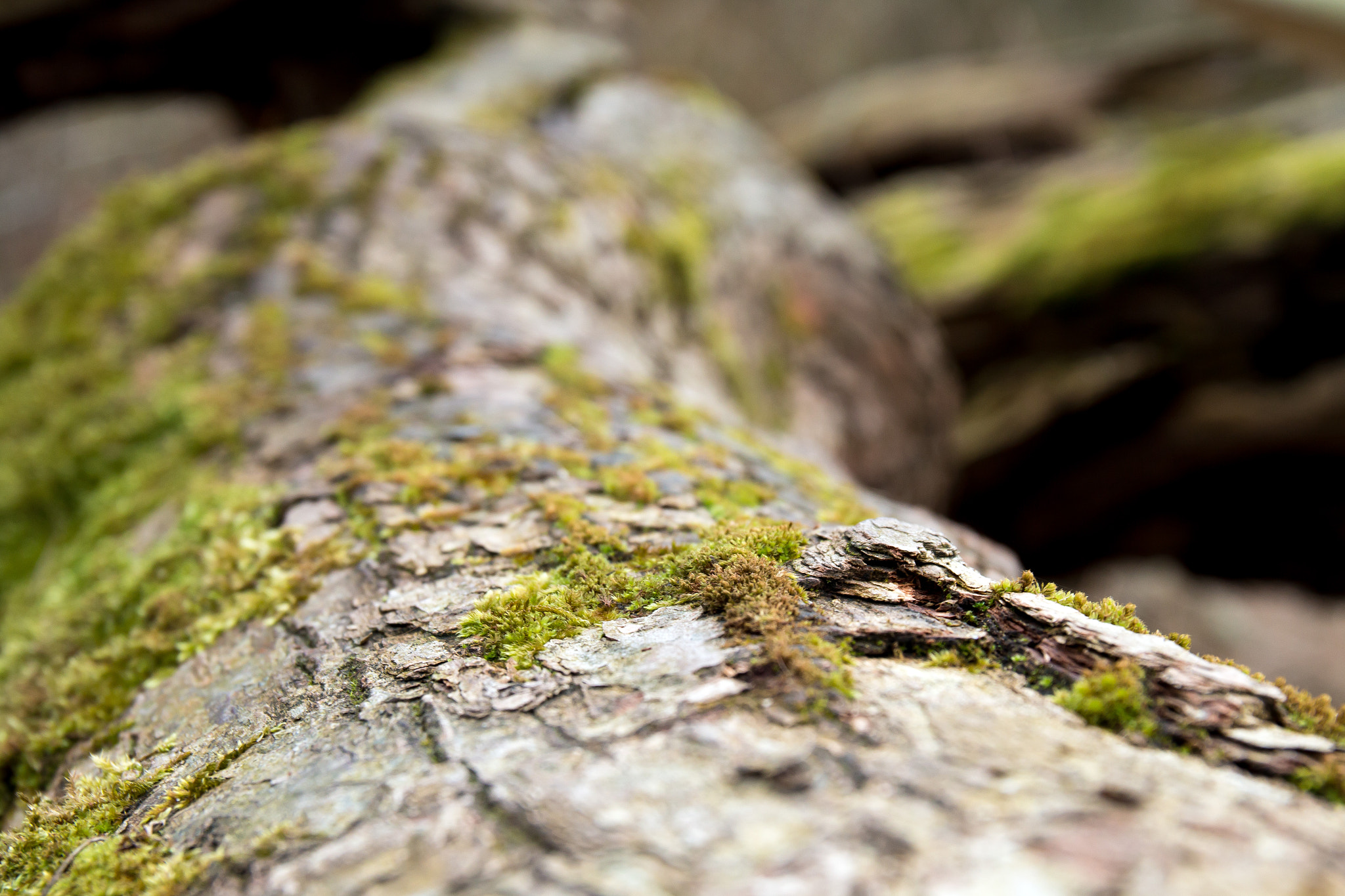Canon EF 24-70mm F4L IS USM sample photo. Mossy log photography