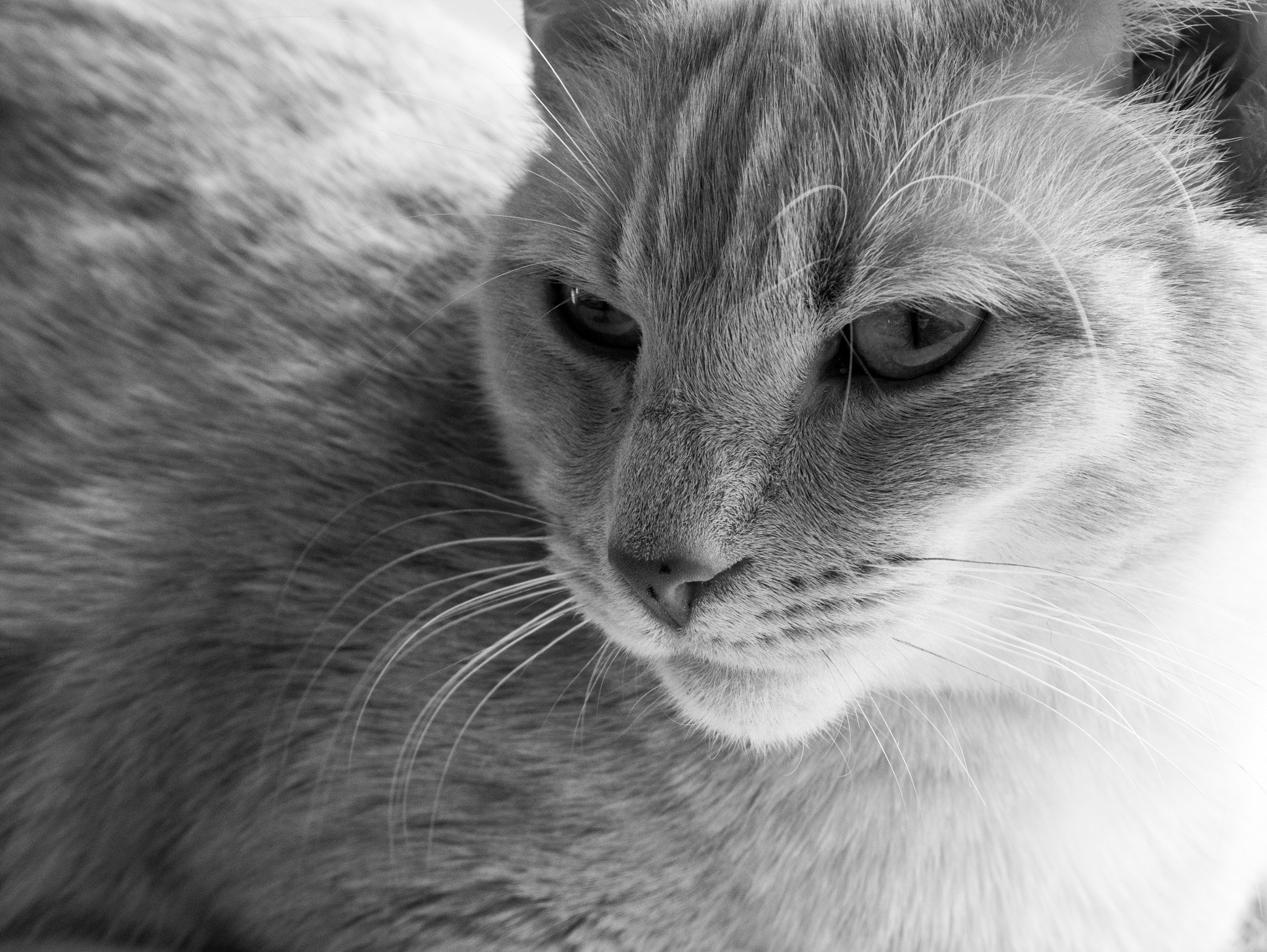 Panasonic Lumix DMC-GX85 (Lumix DMC-GX80 / Lumix DMC-GX7 Mark II) sample photo. Le félin urbain 3 photography
