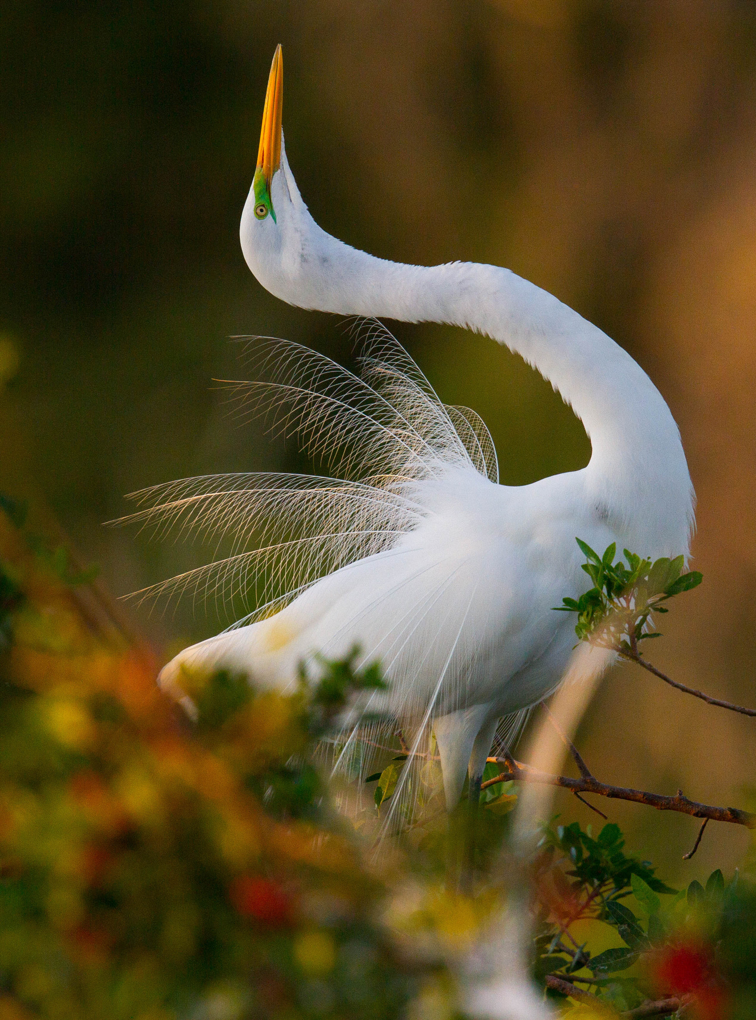 Canon EF 500mm F4L IS II USM sample photo. Great egret photography