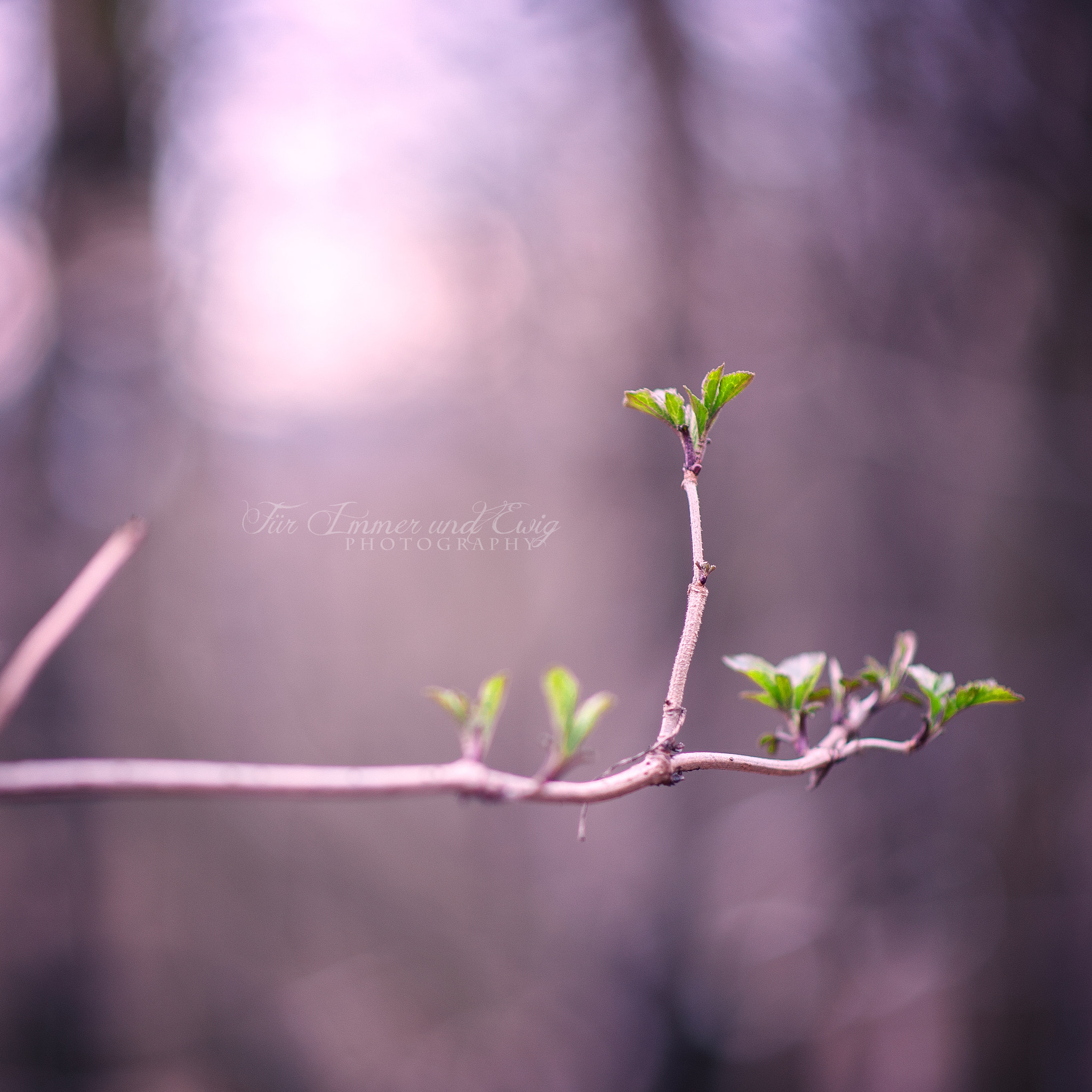 Nikon D700 + Nikon AF-S Nikkor 85mm F1.8G sample photo. Straight out of line photography
