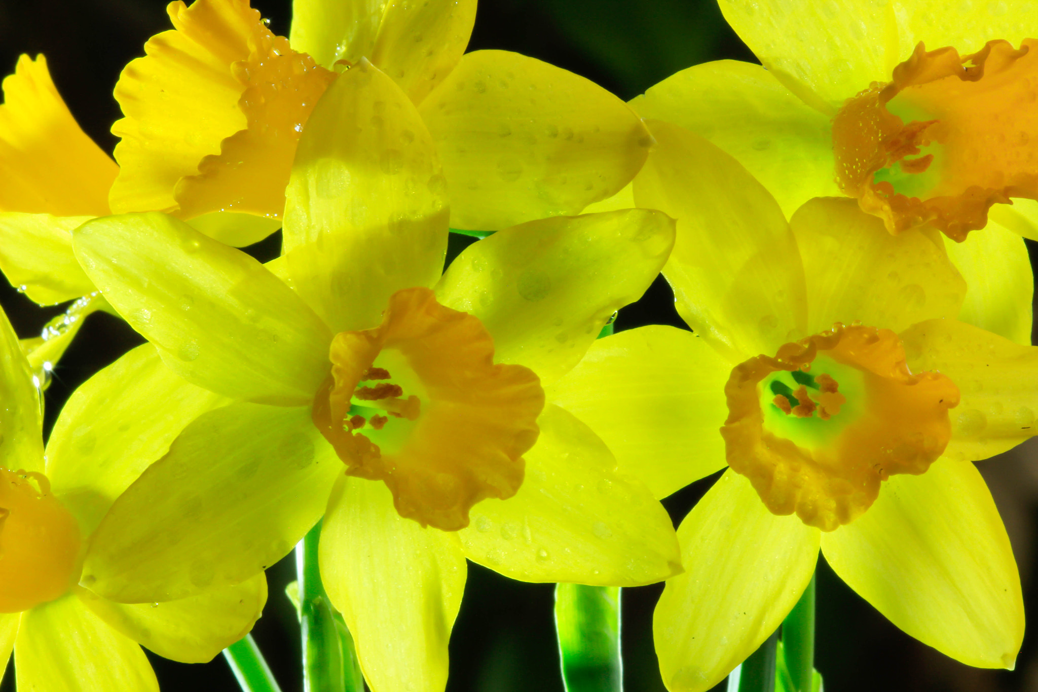 Canon EF 100mm F2.8 Macro USM sample photo. Daffodils photography