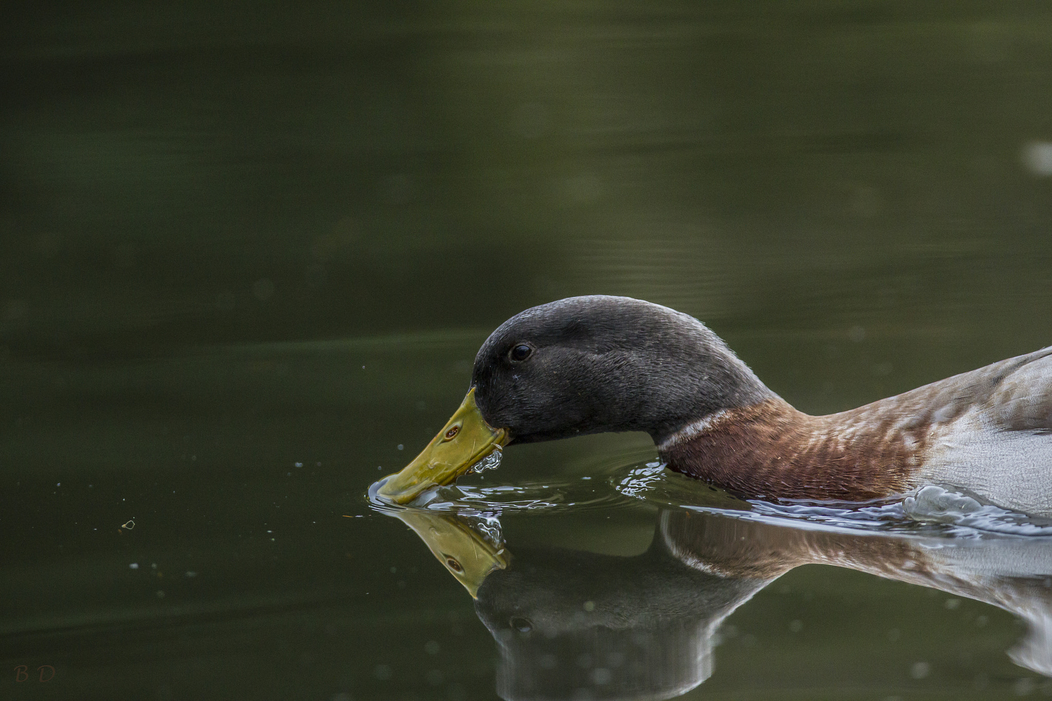 Canon EF 300mm F2.8L IS USM sample photo. Young mallard male portrait photography