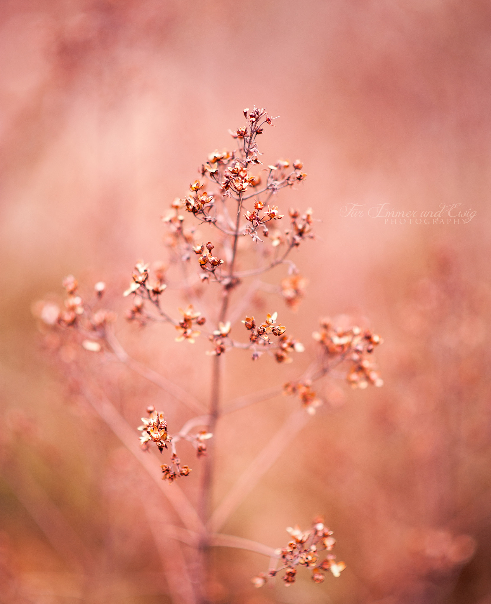 Nikon D700 + Nikon AF-S Nikkor 85mm F1.8G sample photo. Soft whispers photography
