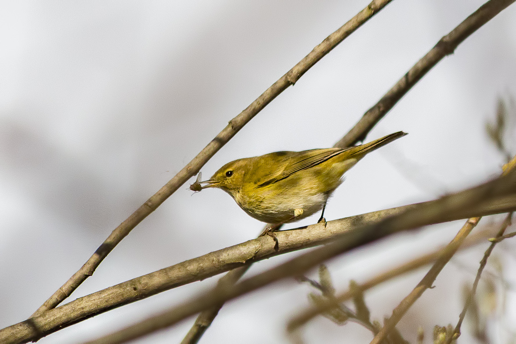 Canon EF-S 55-250mm F4-5.6 IS II sample photo. Chittchaff photography