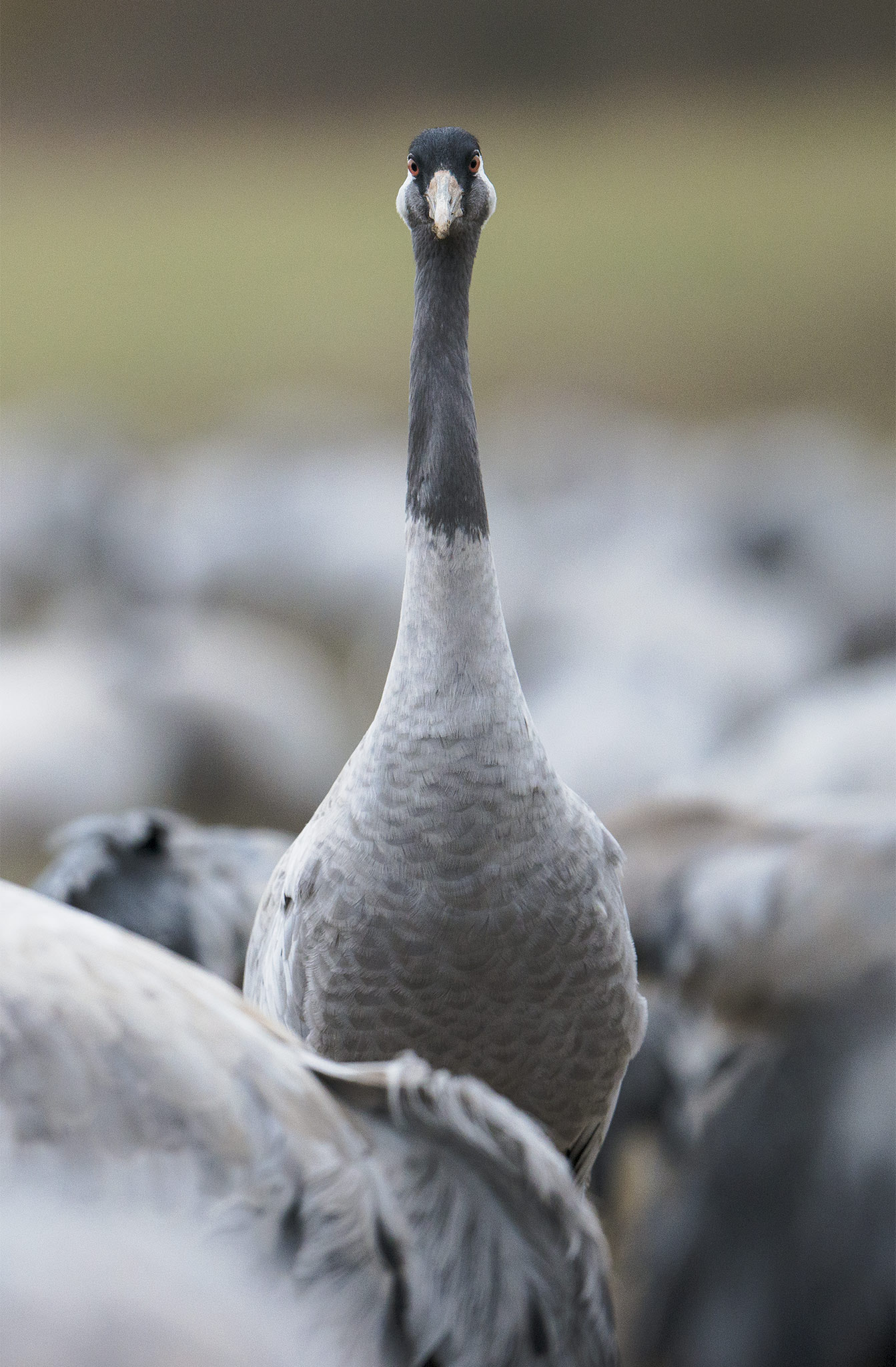 Nikon D800 sample photo. Grue cendrée (grus grus) photography