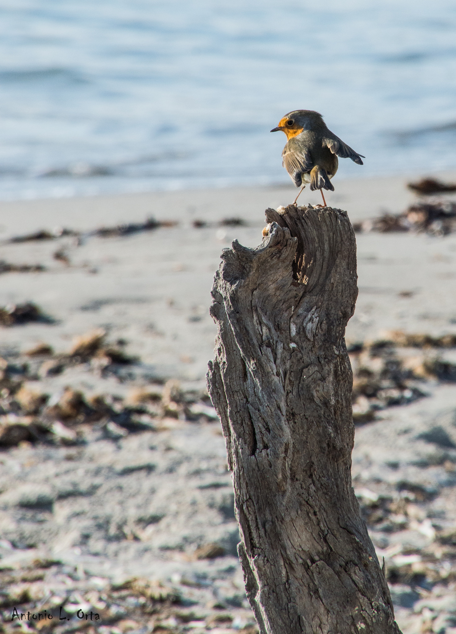 Nikon D3200 sample photo. Tomando el aire photography