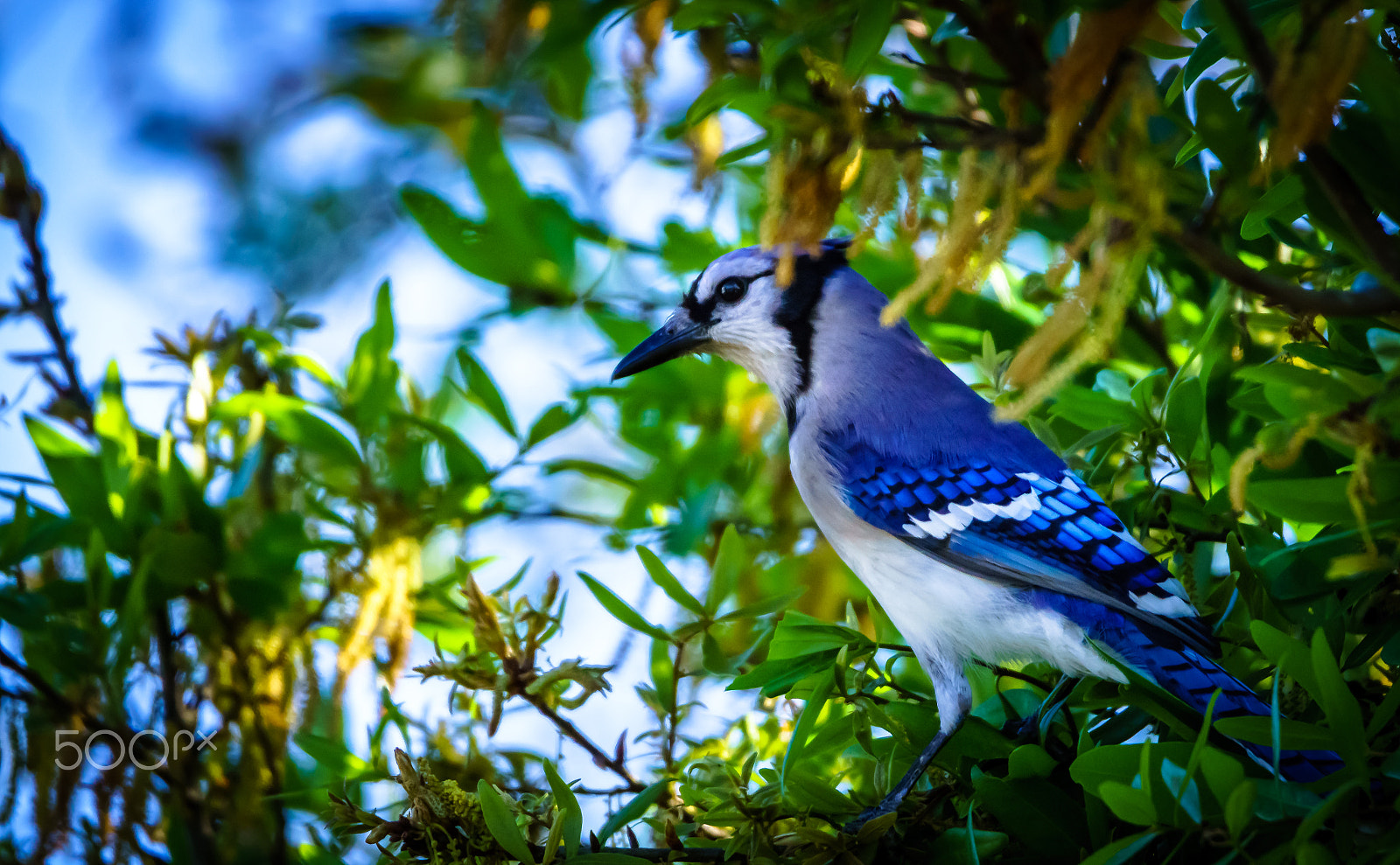 Sony ILCA-77M2 + Tamron SP 150-600mm F5-6.3 Di VC USD sample photo. Blue jay photography