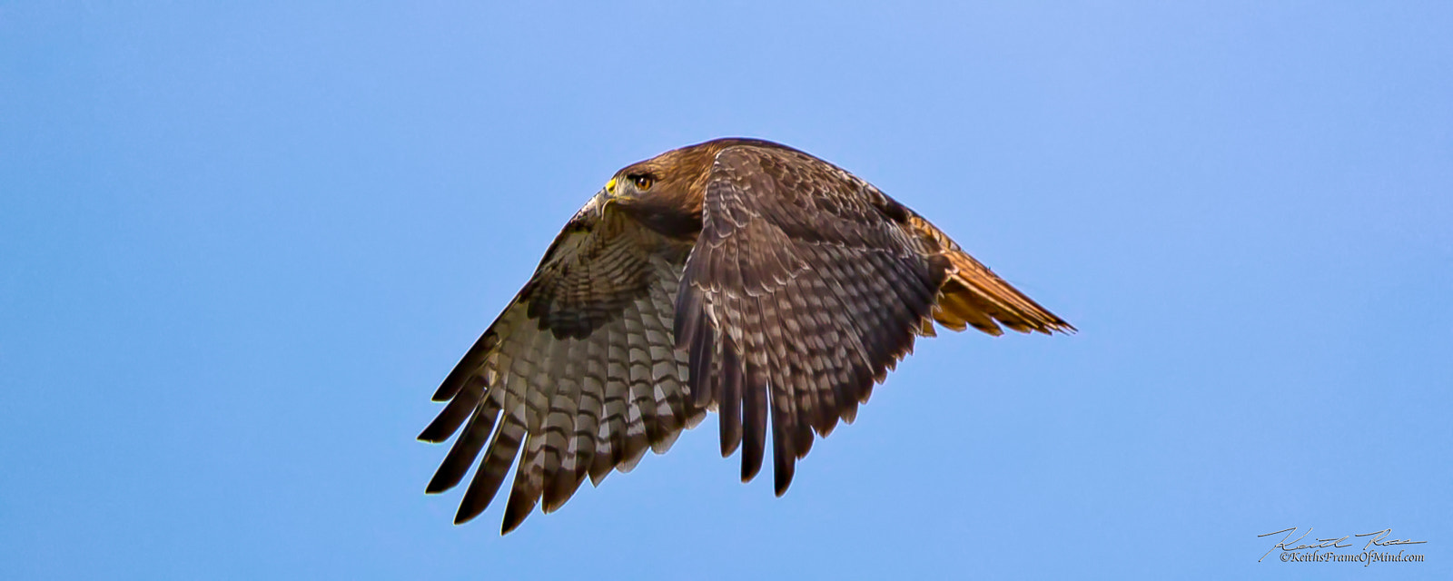 Canon EF 600mm F4L IS II USM sample photo. 345. red-tailed hawk photography