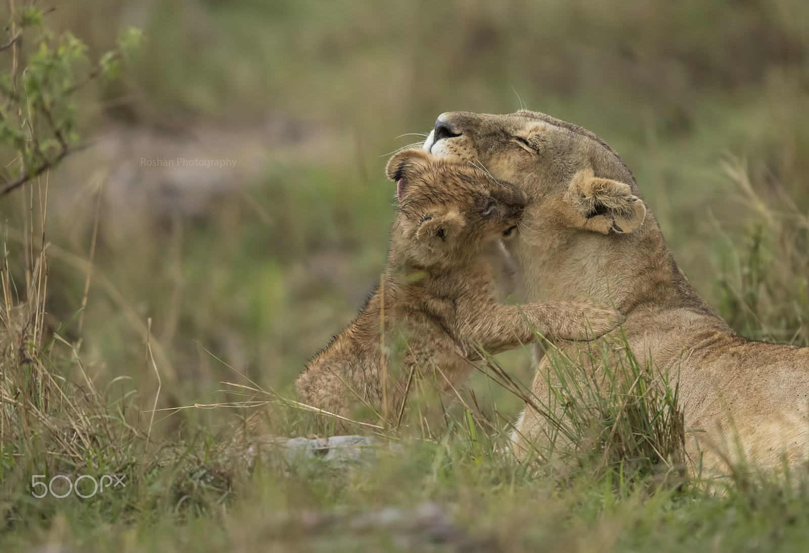 Canon EF 600mm F4L IS II USM sample photo. Heart touching .... photography