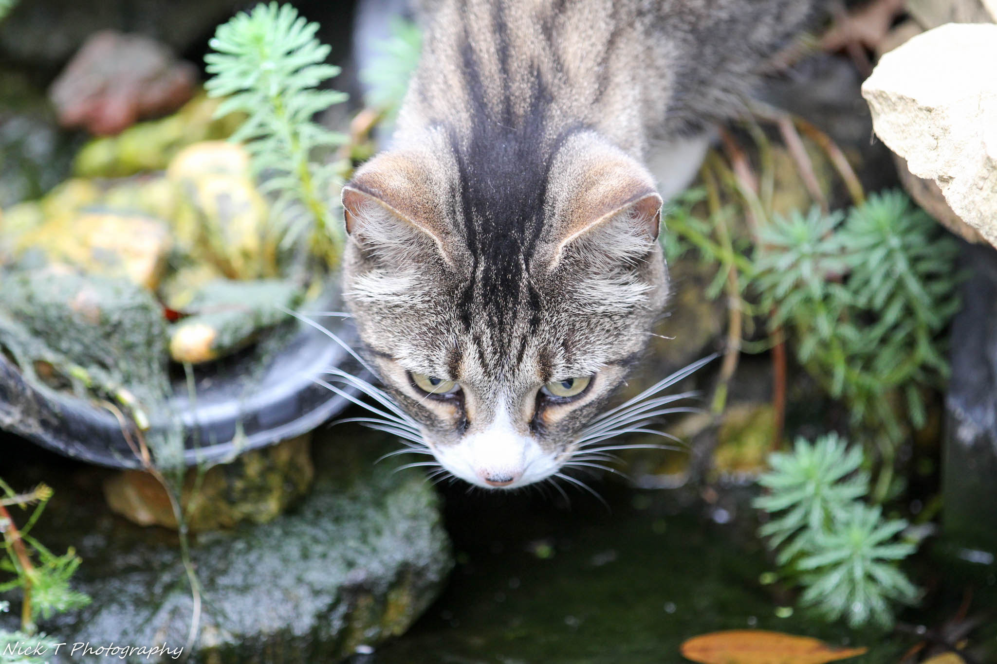 Canon EOS 700D (EOS Rebel T5i / EOS Kiss X7i) + Canon EF 70-200mm F2.8L IS II USM sample photo. Cat sees fish photography