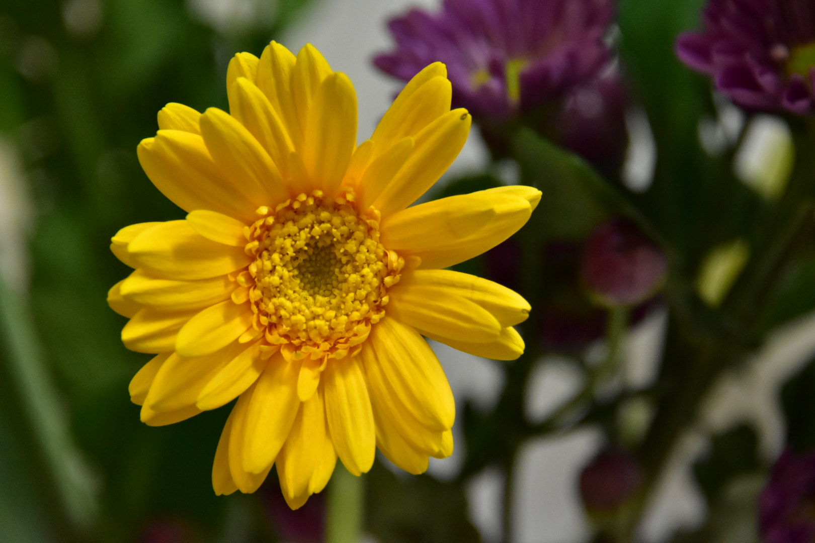 Nikon D7200 sample photo