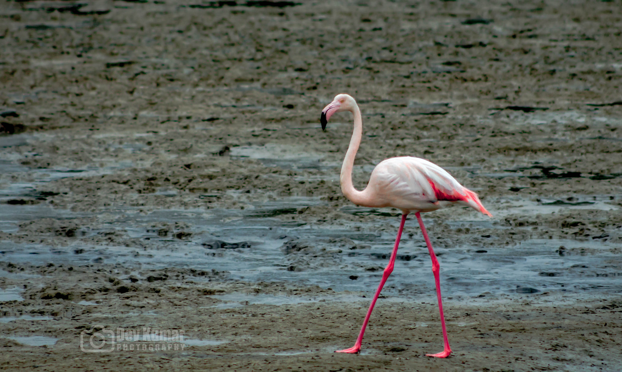 Canon EOS 650D (EOS Rebel T4i / EOS Kiss X6i) + EF75-300mm f/4-5.6 sample photo. Walking flamingo photography