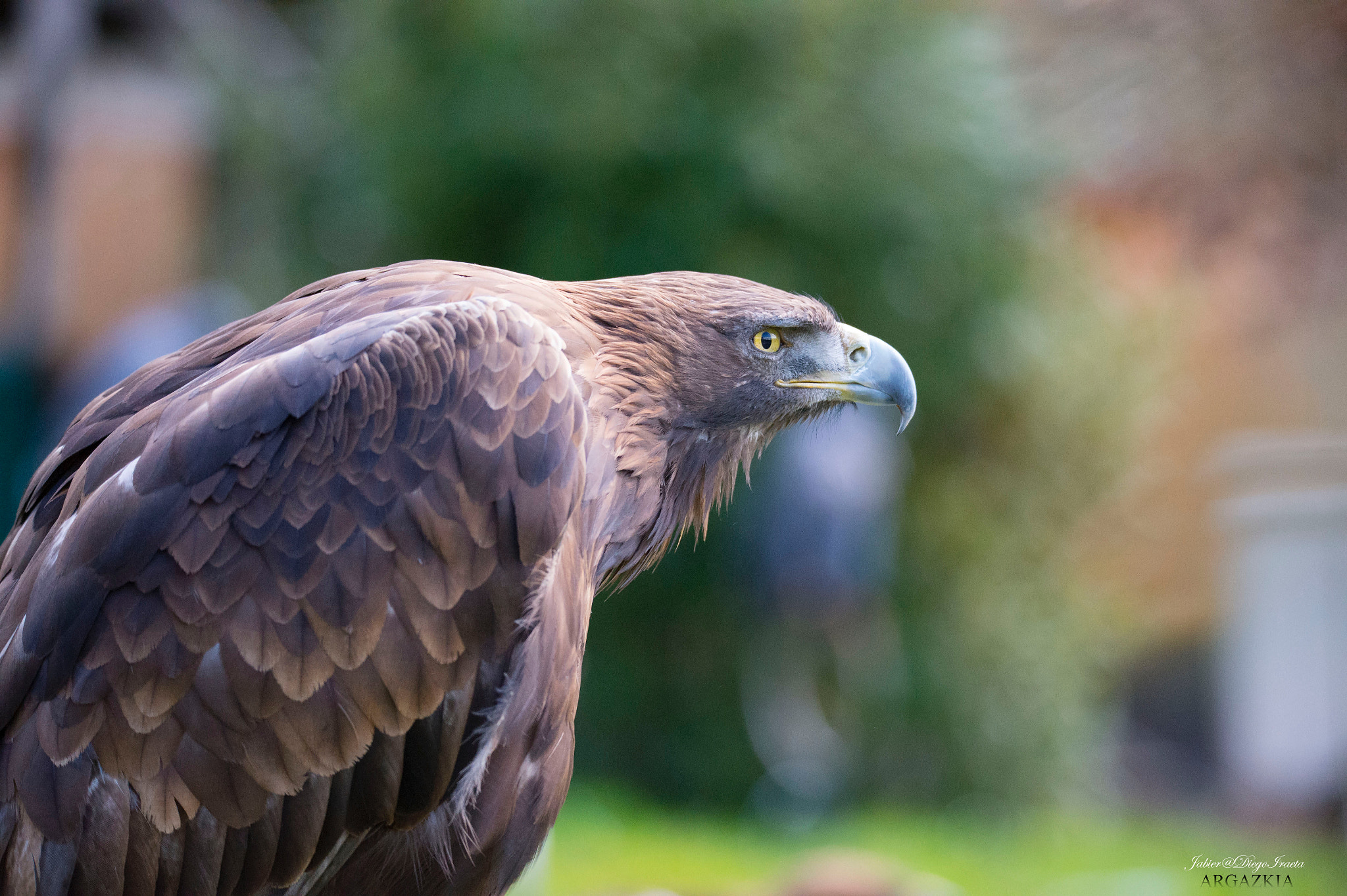 Sigma 150-600mm F5-6.3 DG OS HSM | S sample photo. Águila real photography