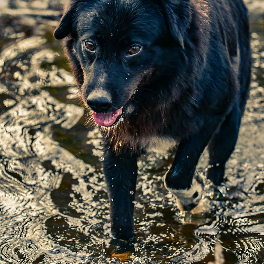 Nikon D500 sample photo. Untitled dog photography