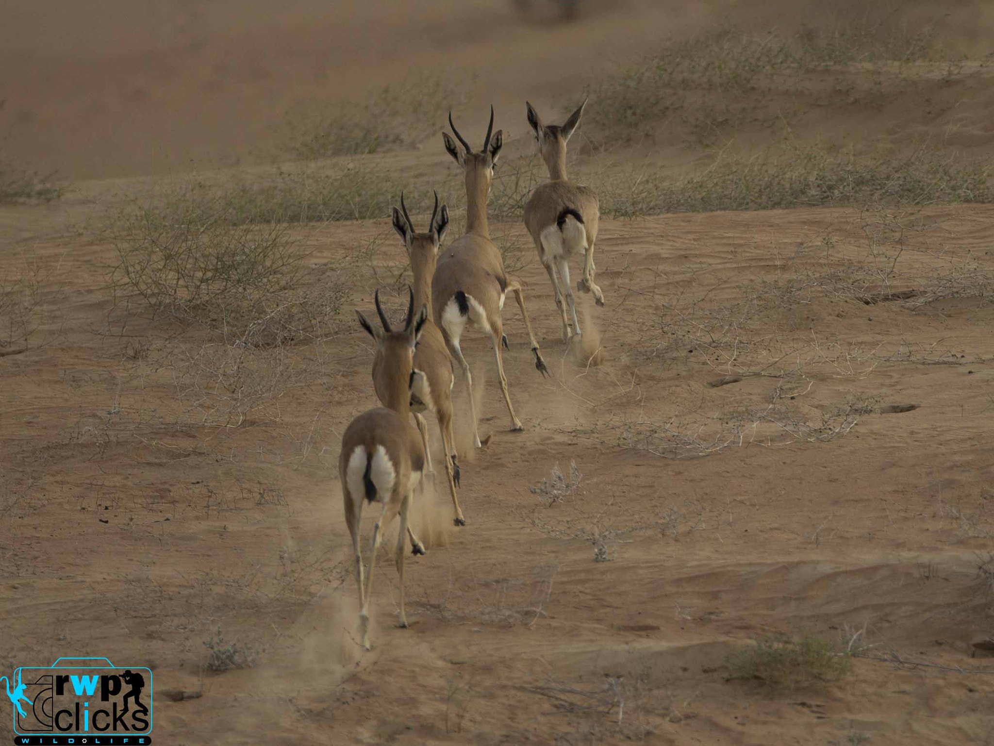 Canon EF 500mm F4L IS USM sample photo. Gazelles in a row photography