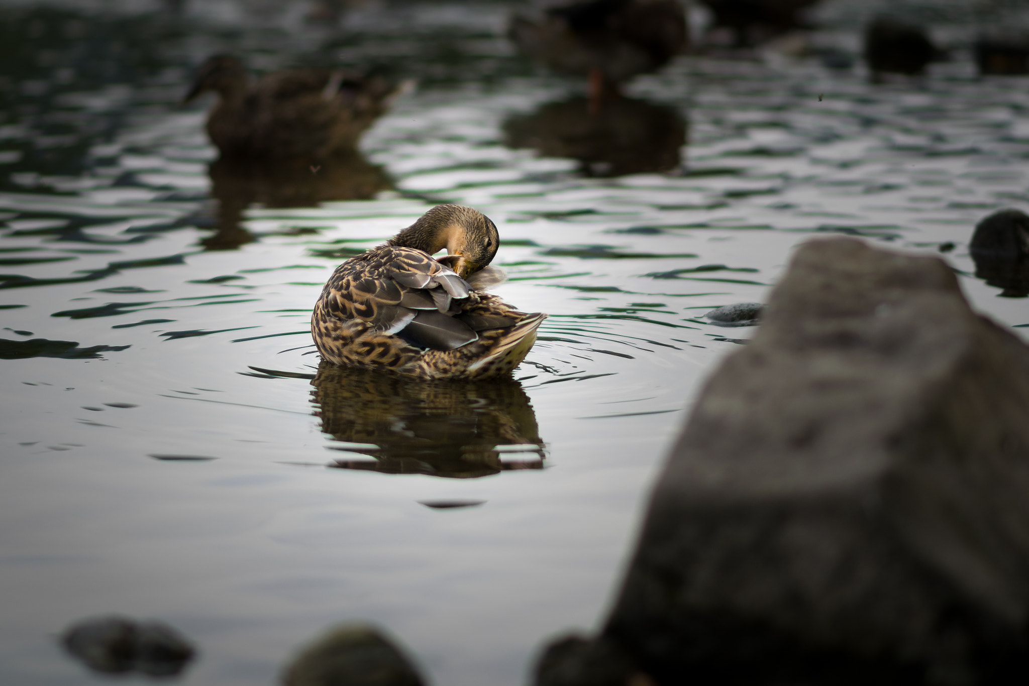 Nikon D3300 + Nikon AF-S Nikkor 85mm F1.8G sample photo. Duck :-) photography
